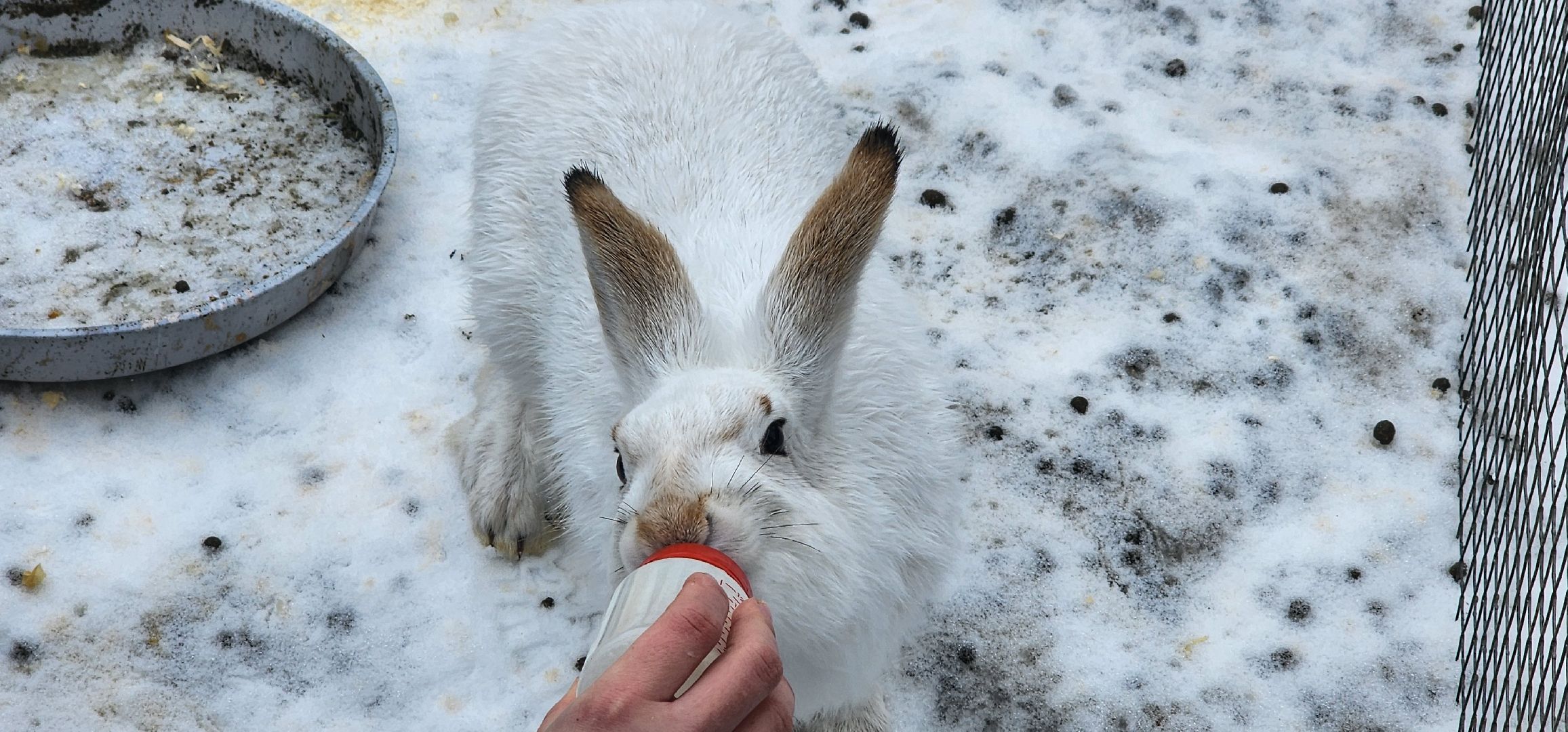 подмосковье, домодедово, животные, заяц, московская область, помощь животным,