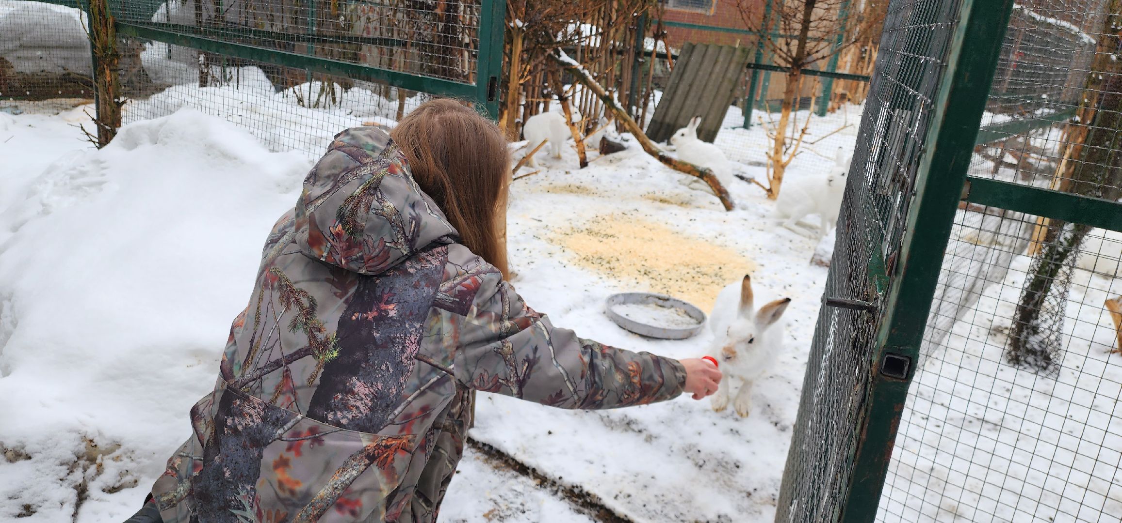 подмосковье, домодедово, животные, заяц, московская область, помощь животным,