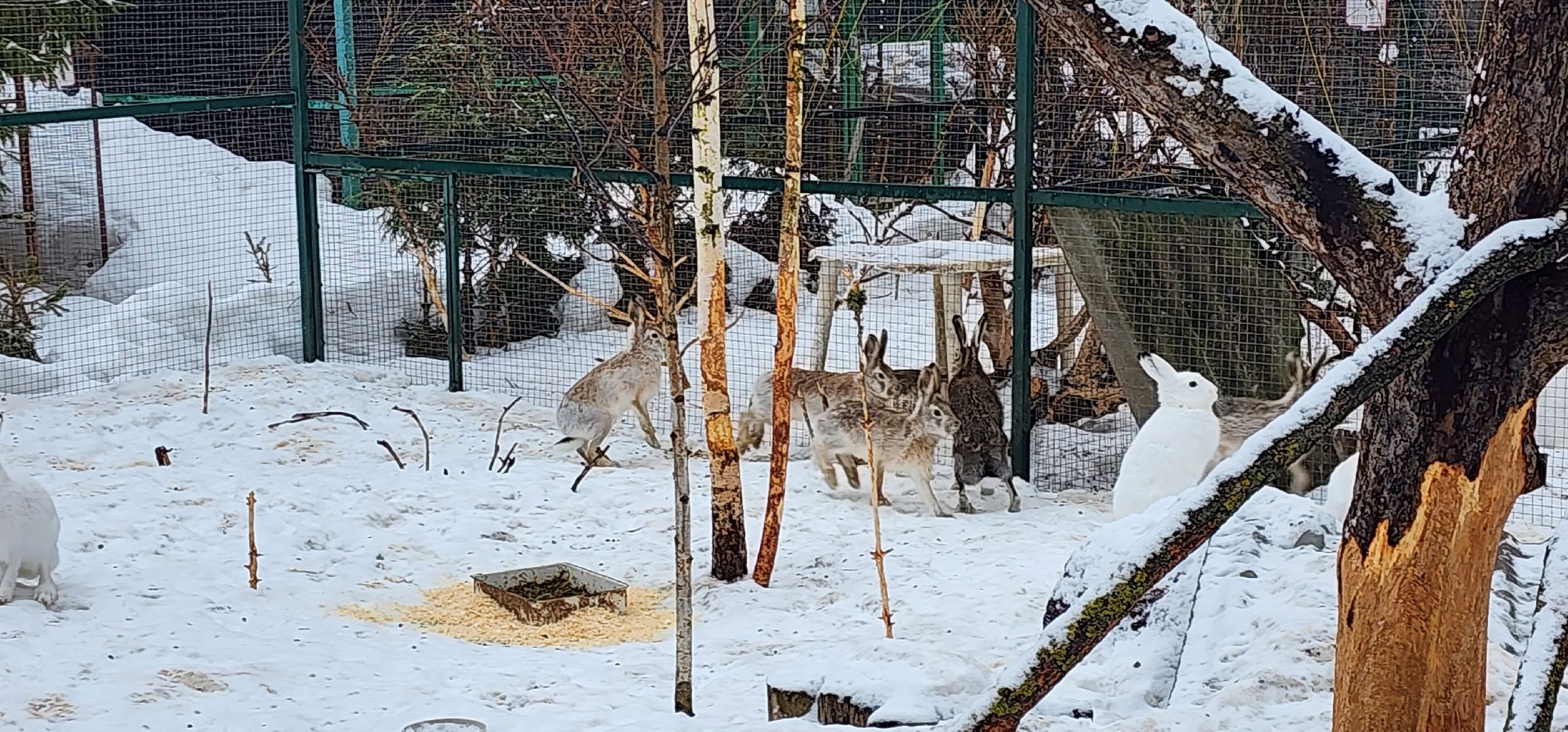 подмосковье, домодедово, животные, заяц, московская область, помощь животным,