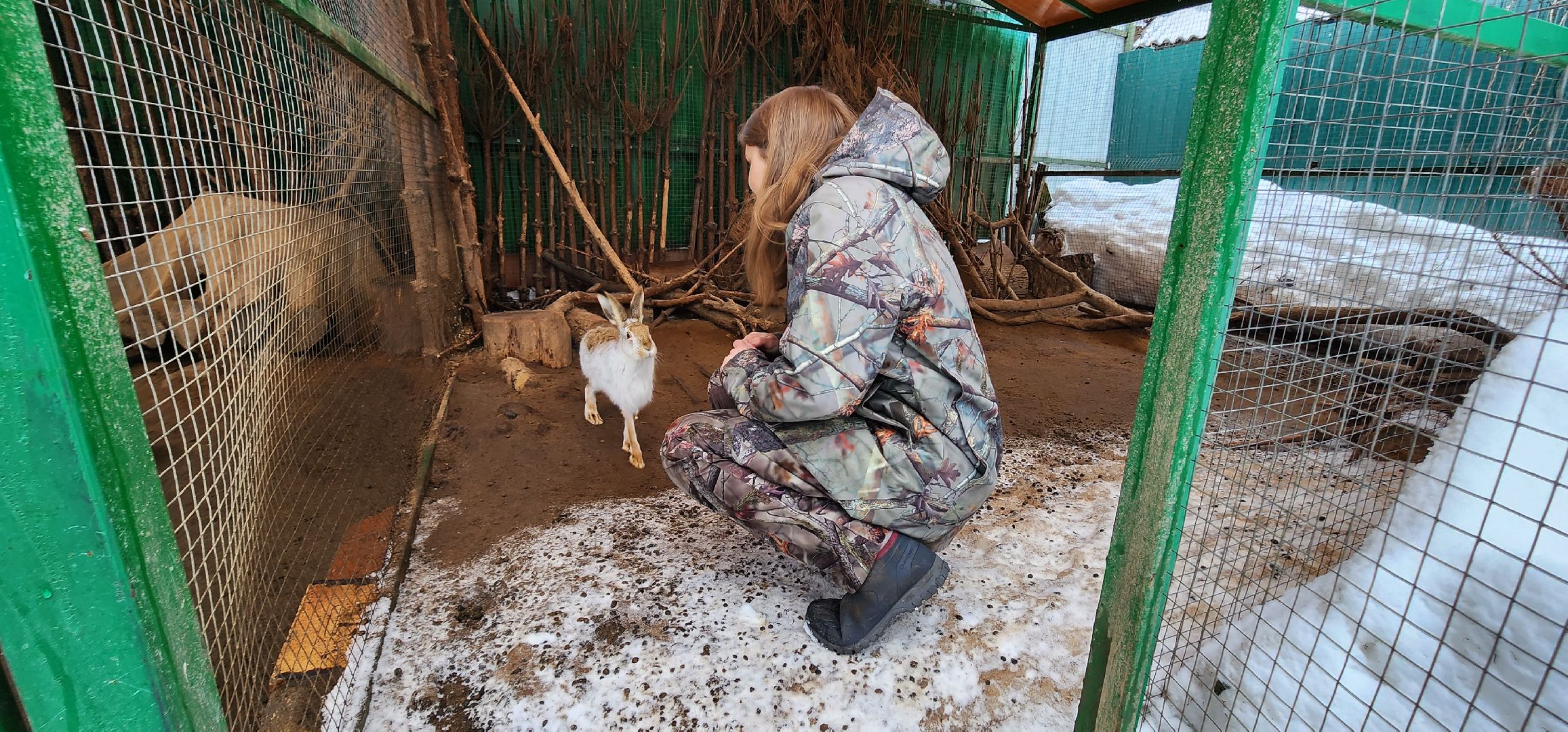 подмосковье, домодедово, животные, заяц, московская область, помощь животным,