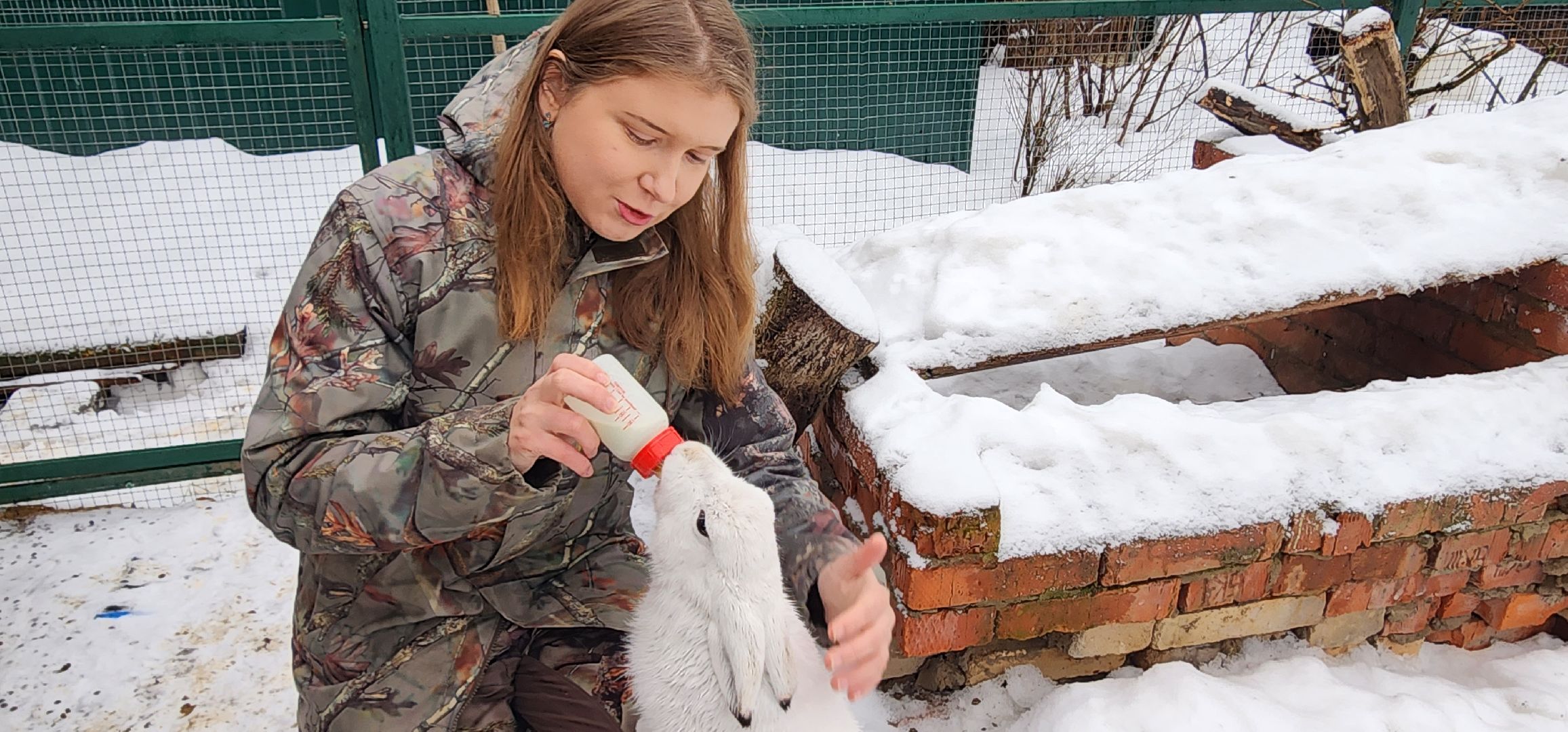 подмосковье, домодедово, животные, заяц, московская область, помощь животным,