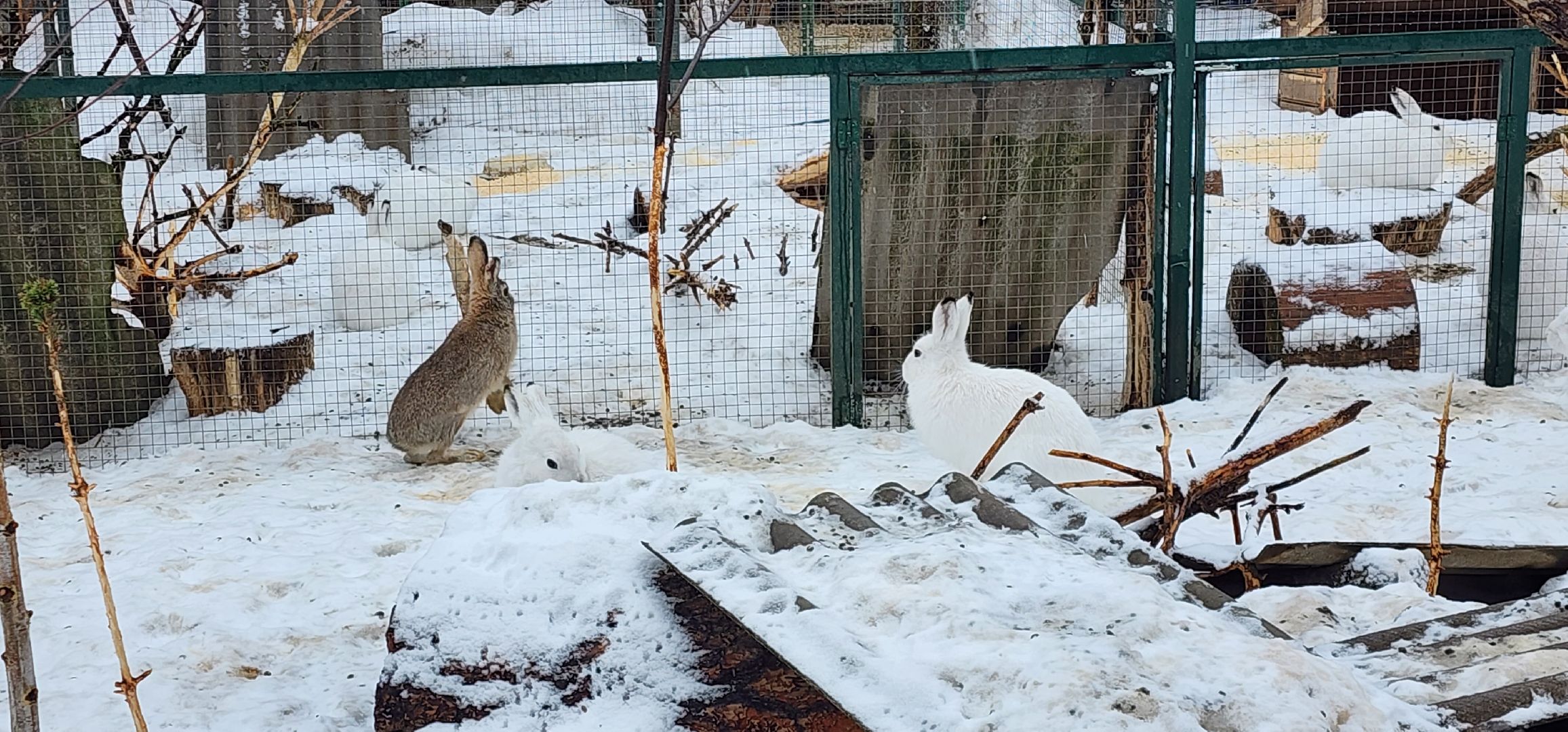 подмосковье, домодедово, животные, заяц, московская область, помощь животным,