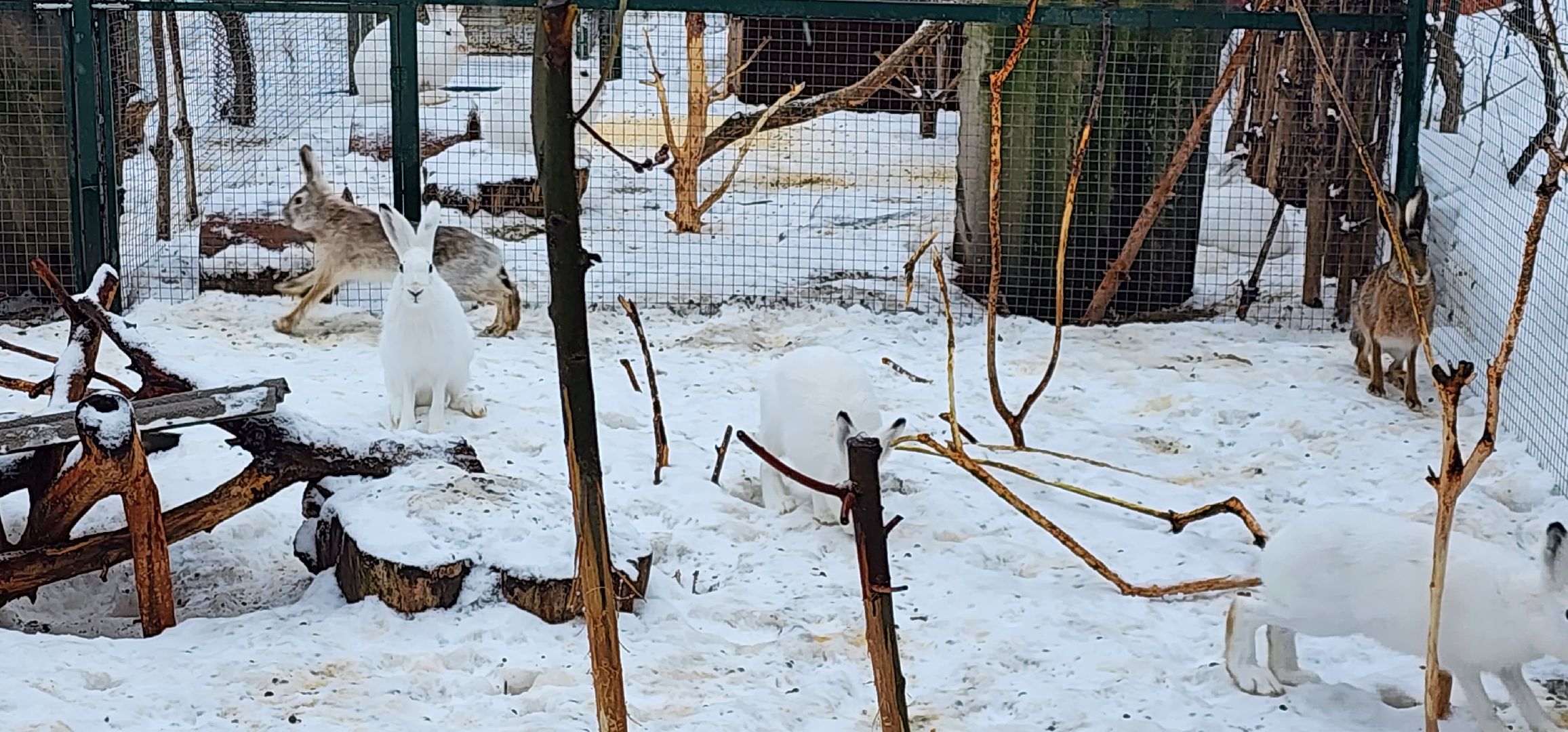 подмосковье, домодедово, животные, заяц, московская область, помощь животным,
