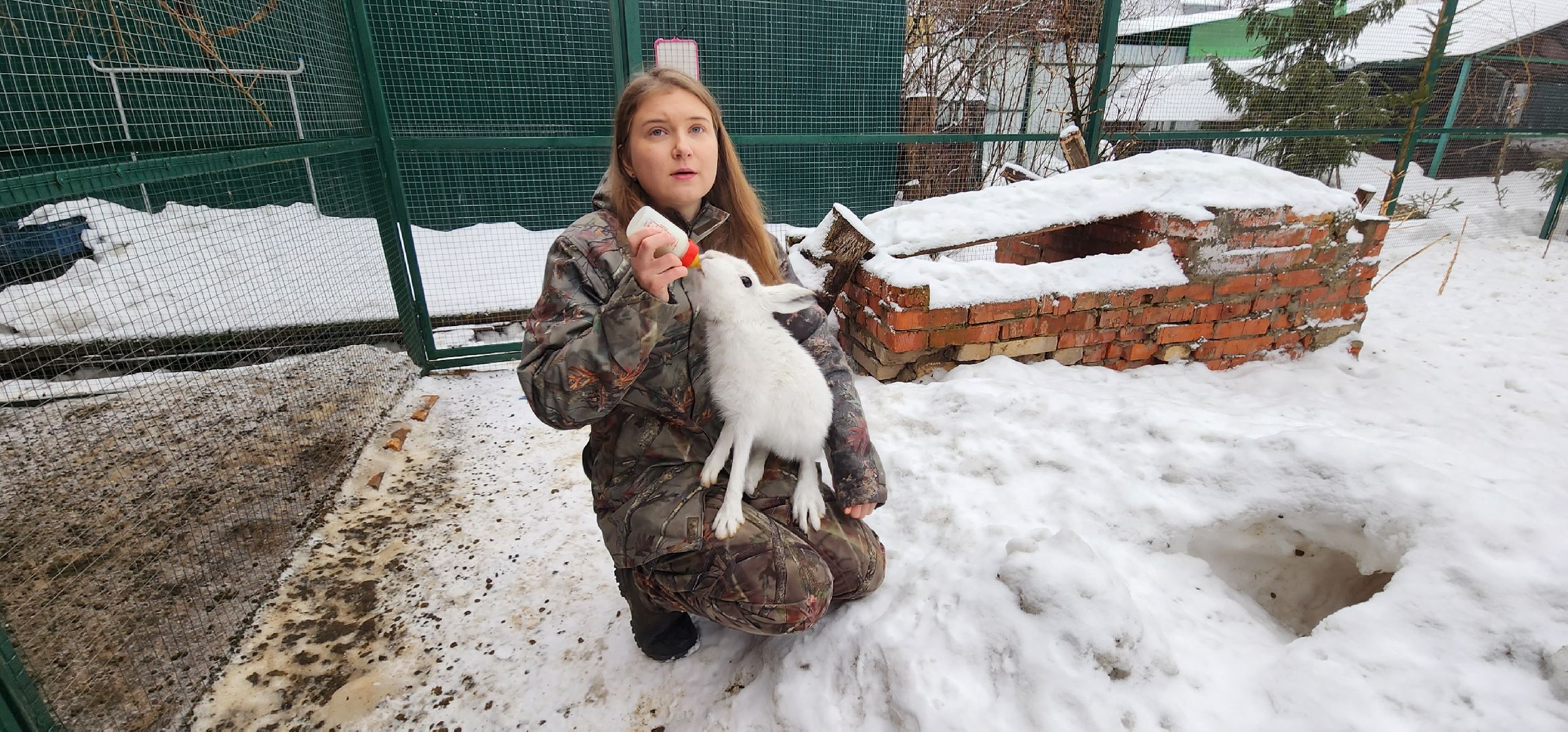 подмосковье, домодедово, животные, заяц, московская область, помощь животным,