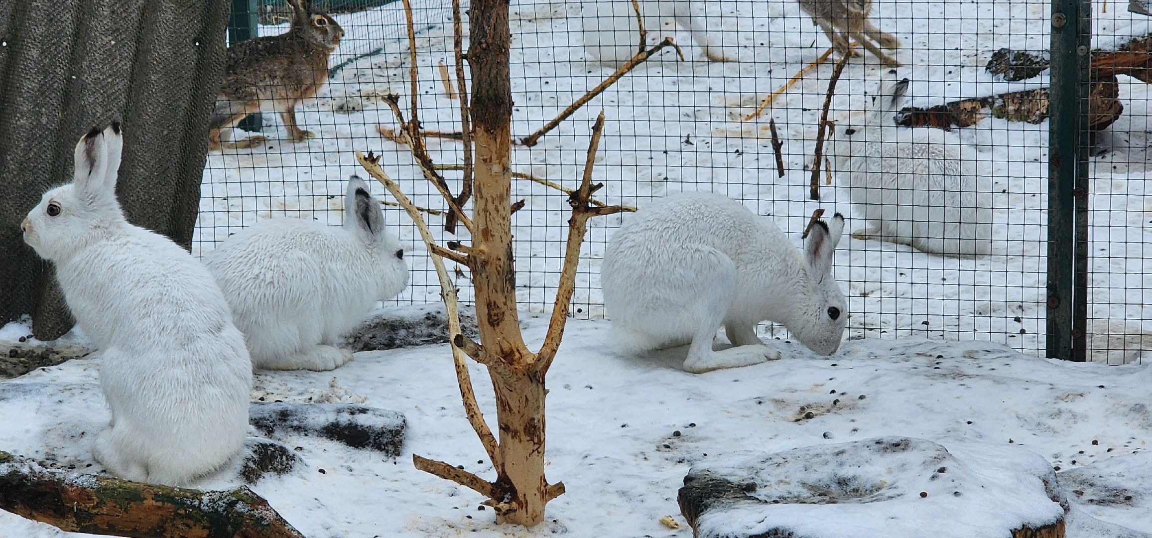 подмосковье, домодедово, животные, заяц, московская область, помощь животным,