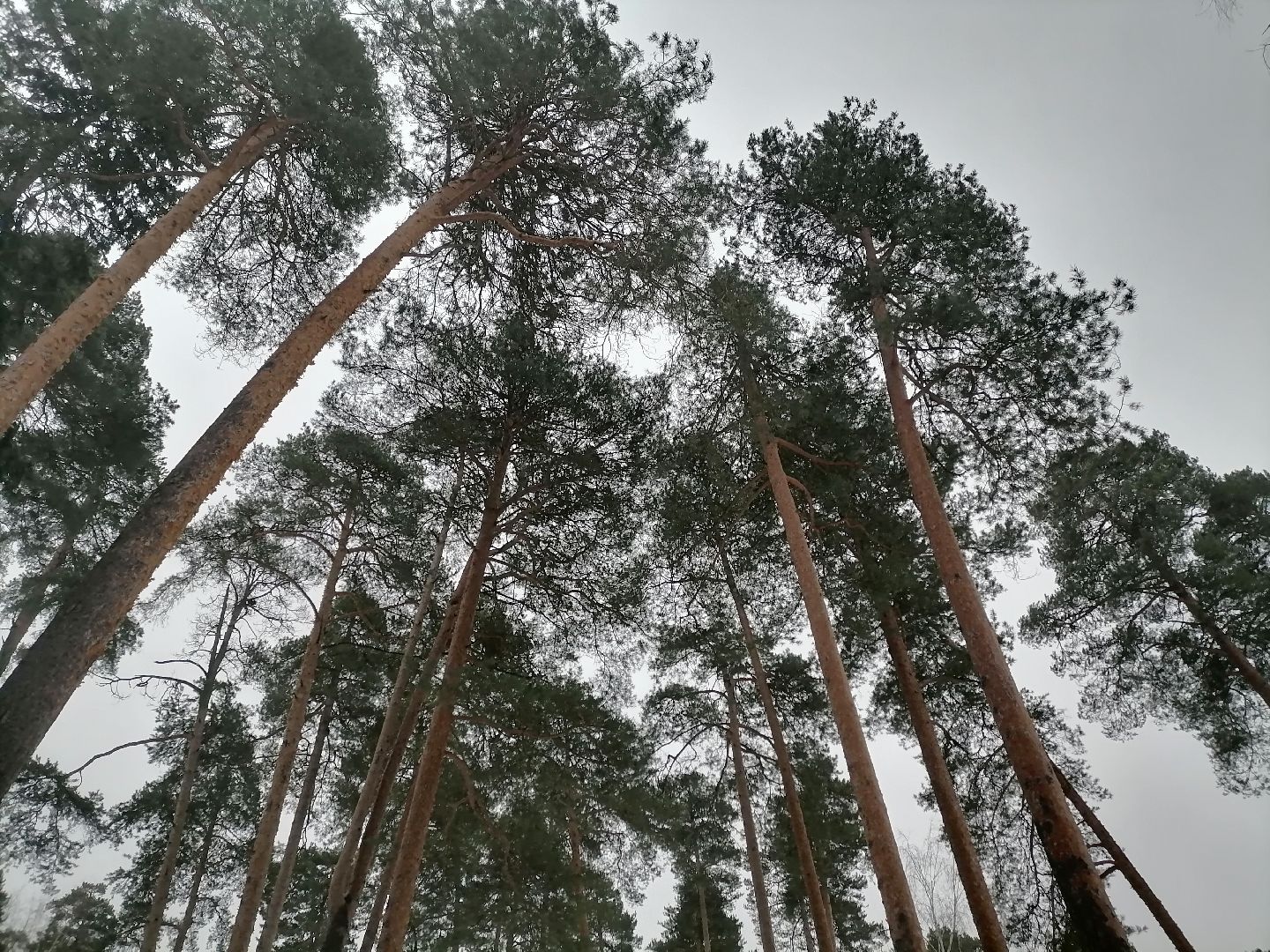 орехово зуево, ледовая арена, хоккей,