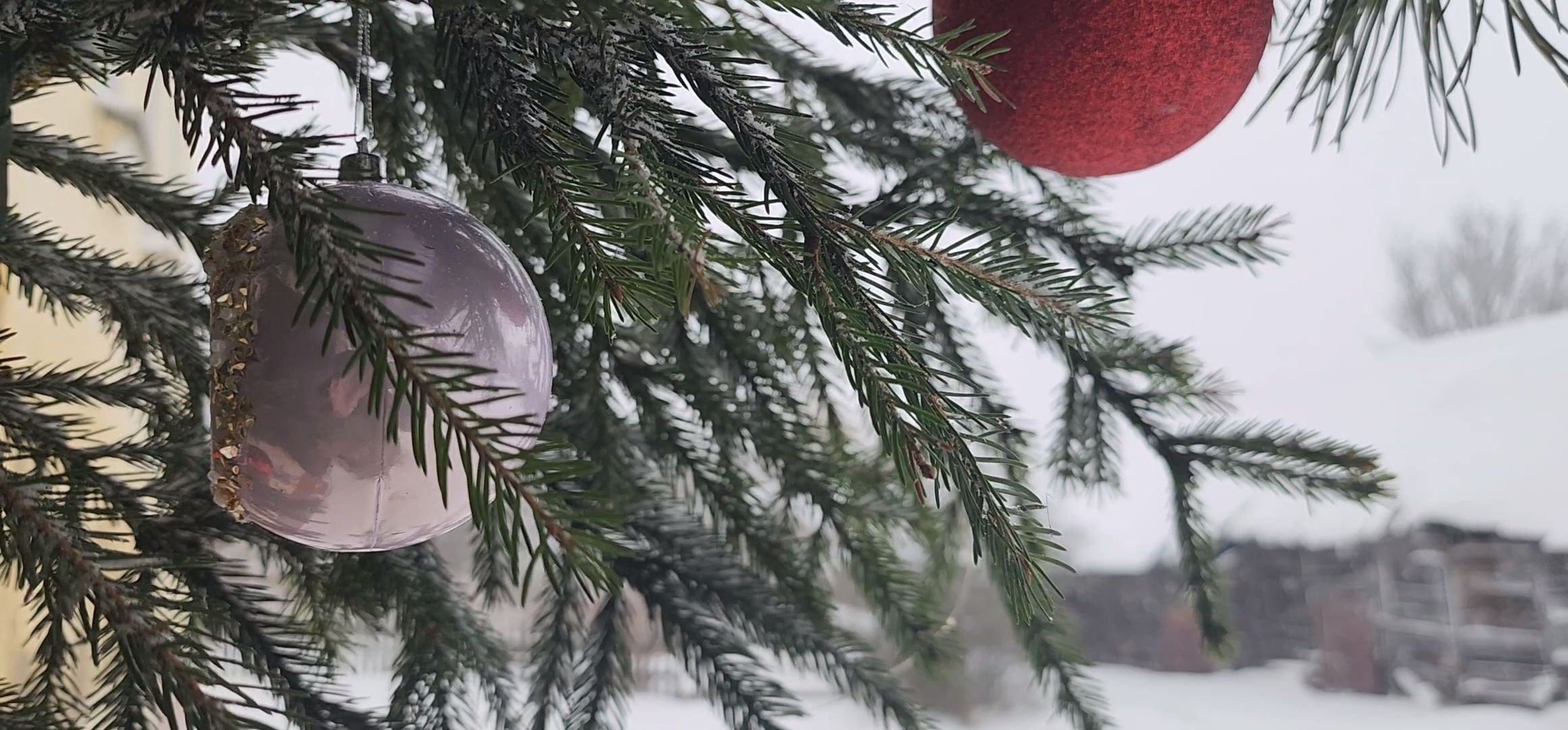 Коломна, новогодняя елка, экологическая акция, переработка, мегабак,