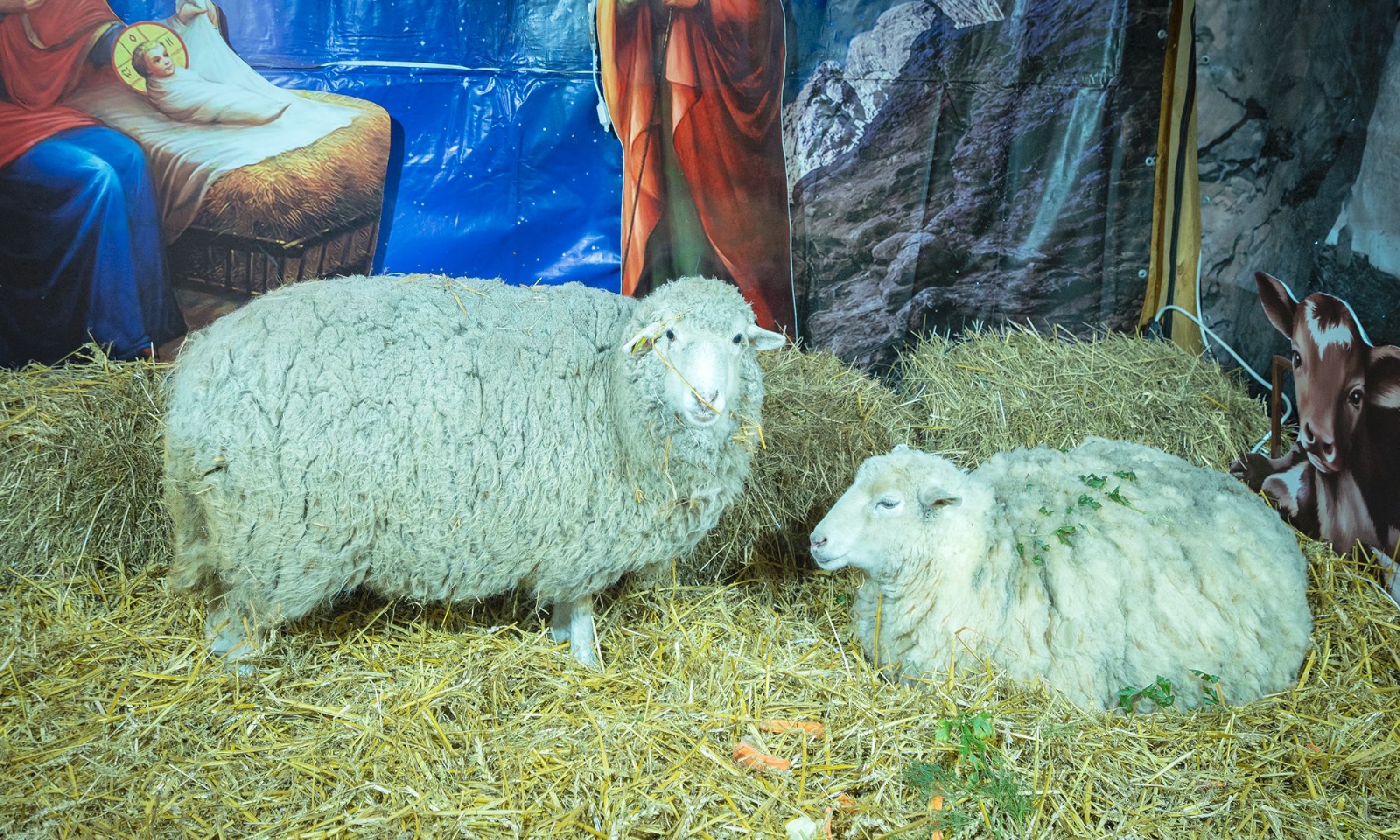 домодедово, рождество, праздник, подмосковье, религия,