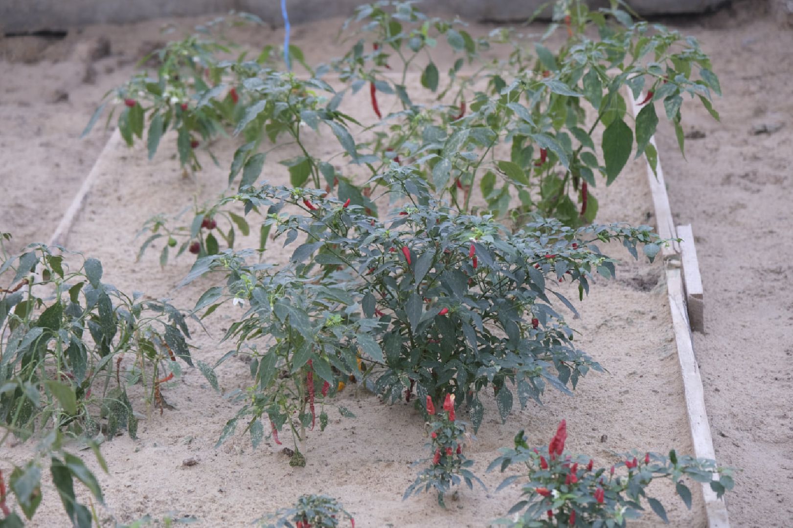 пущино, благоустройсво, цветы, растения, сад,