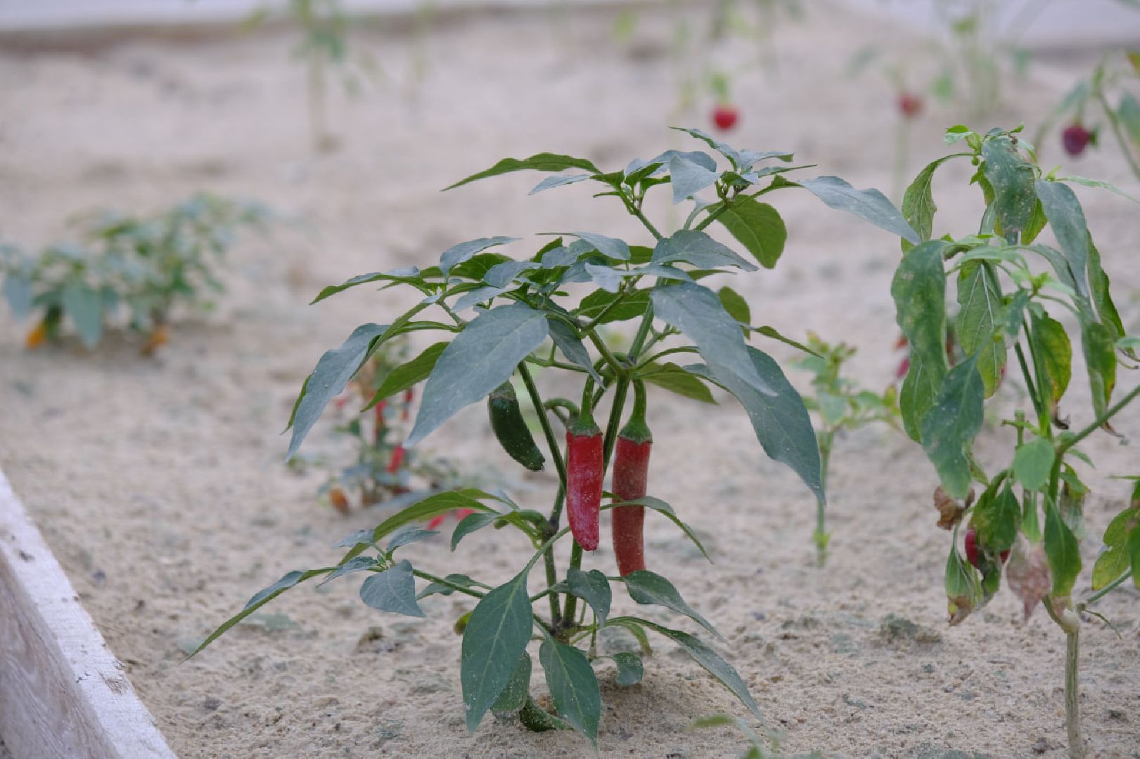 пущино, благоустройсво, цветы, растения, сад,