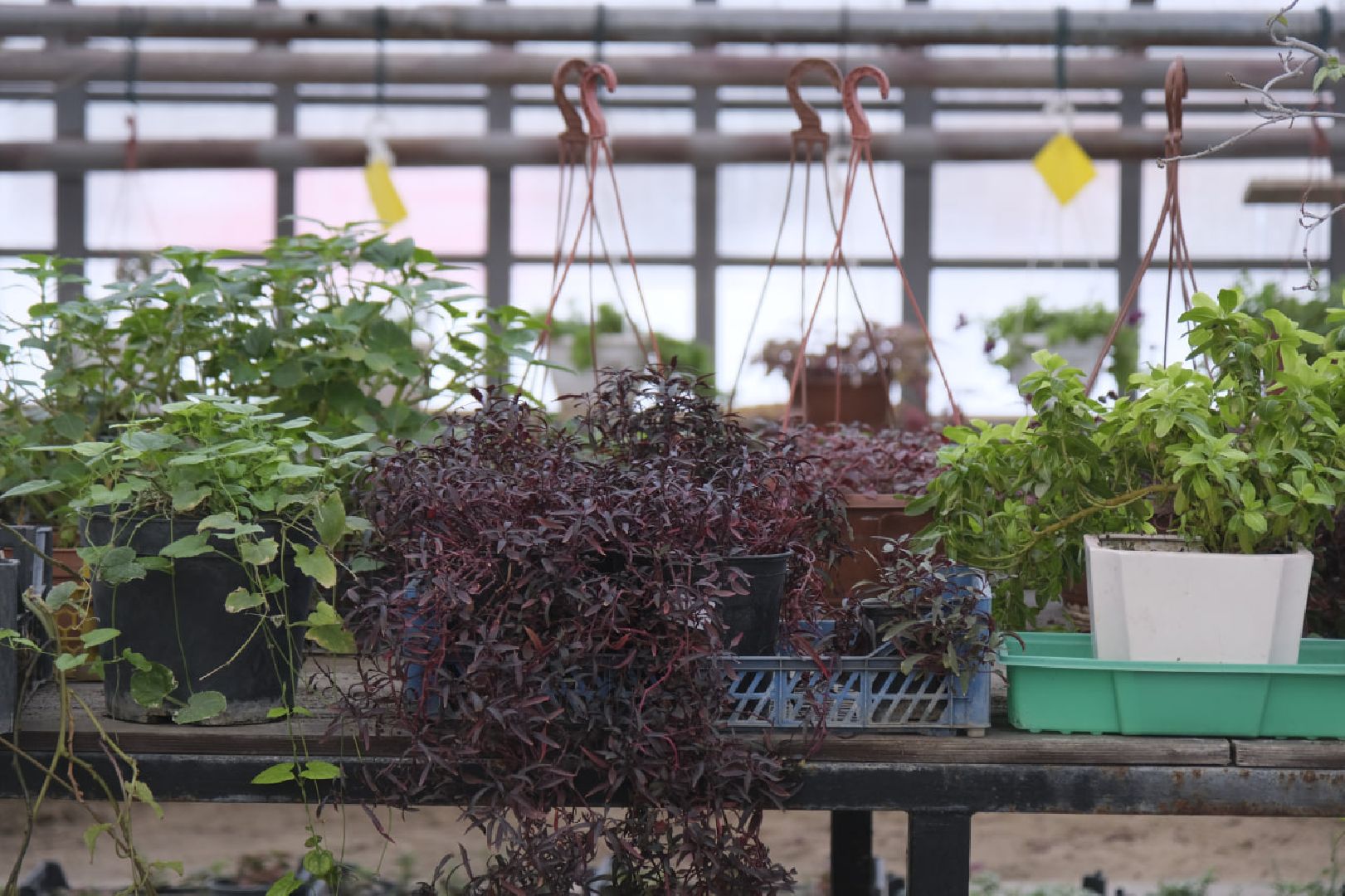 пущино, благоустройсво, цветы, растения, сад,