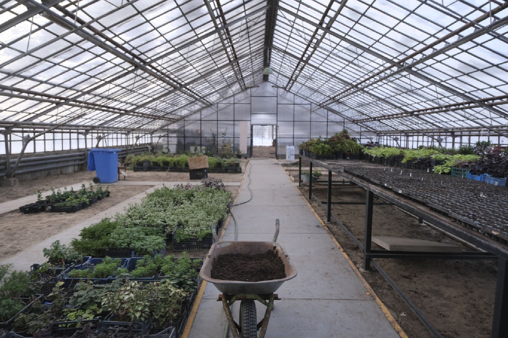 пущино, благоустройсво, цветы, растения, сад,