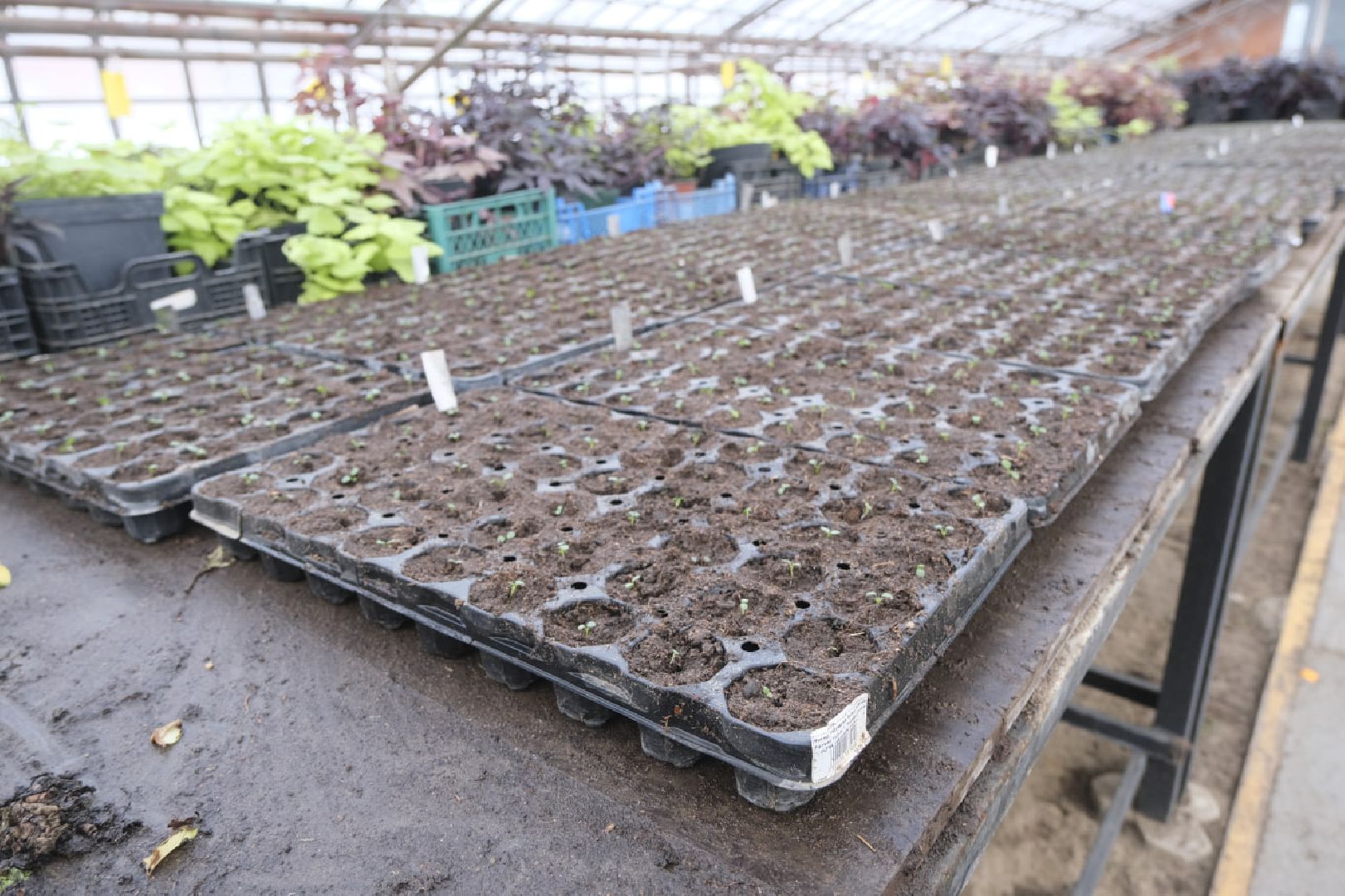 пущино, благоустройсво, цветы, растения, сад,