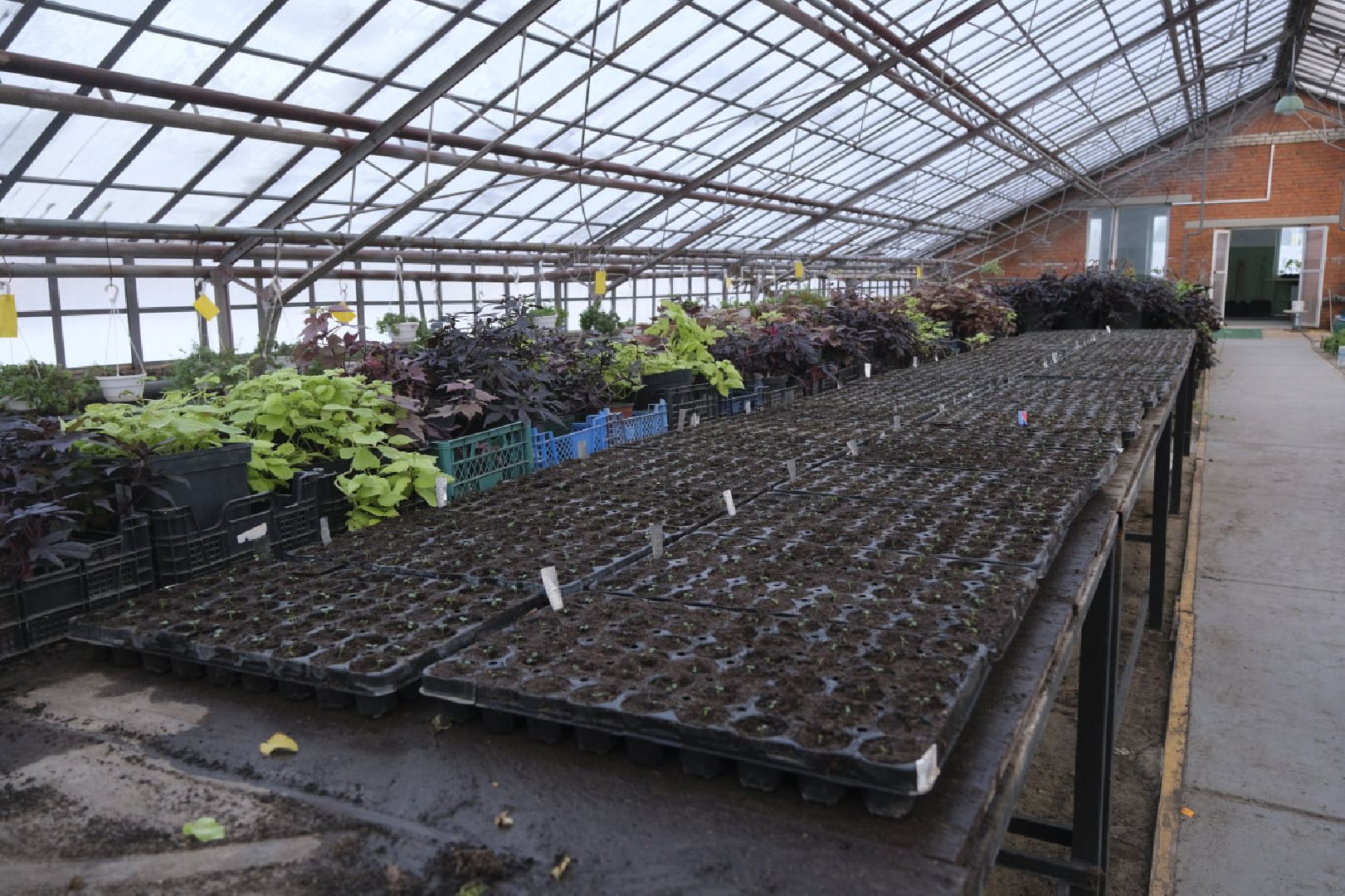 пущино, благоустройсво, цветы, растения, сад,