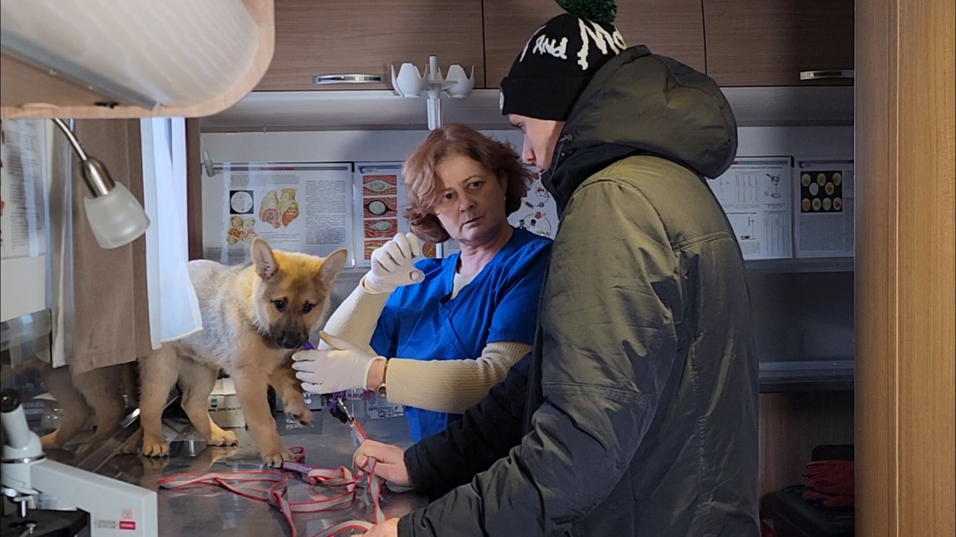 подольск, жкх, ветеринария,