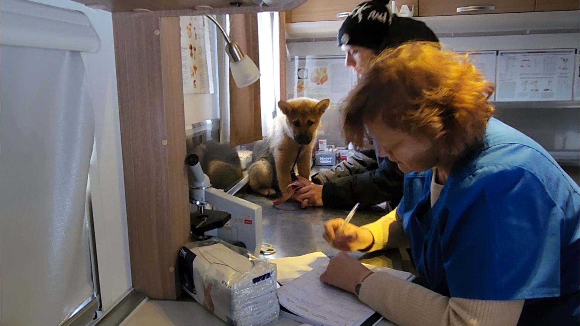 подольск, жкх, ветеринария,