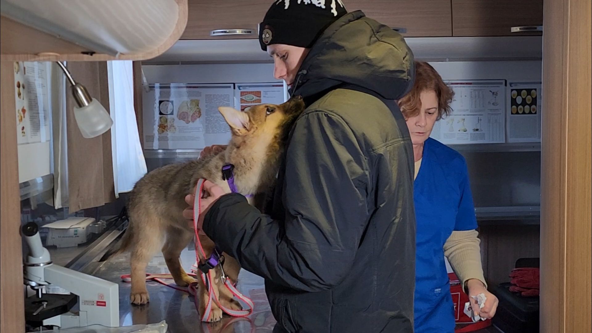 подольск, жкх, ветеринария,