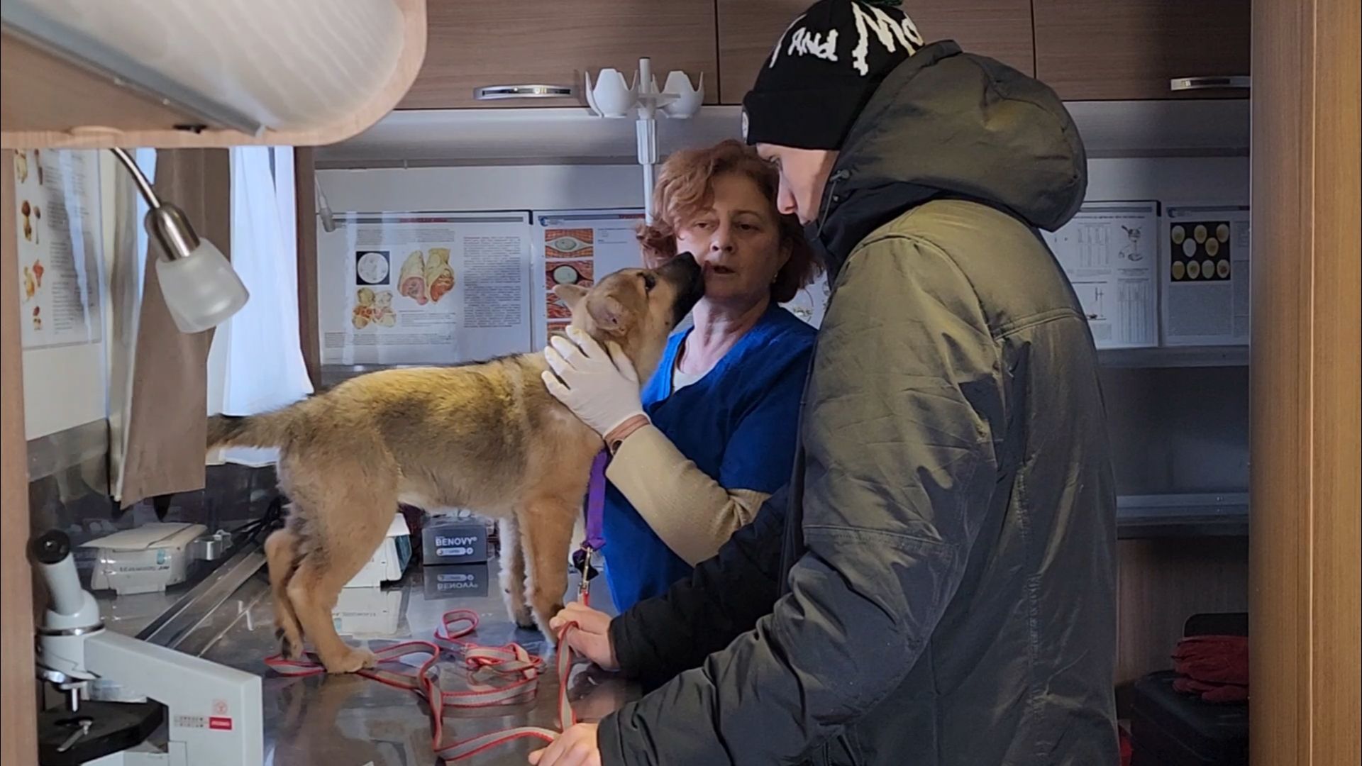 подольск, жкх, ветеринария,