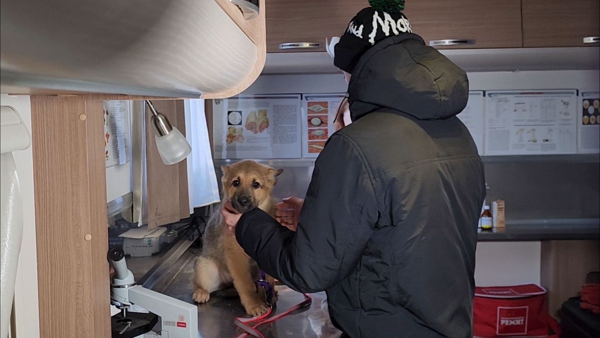 подольск, жкх, ветеринария,