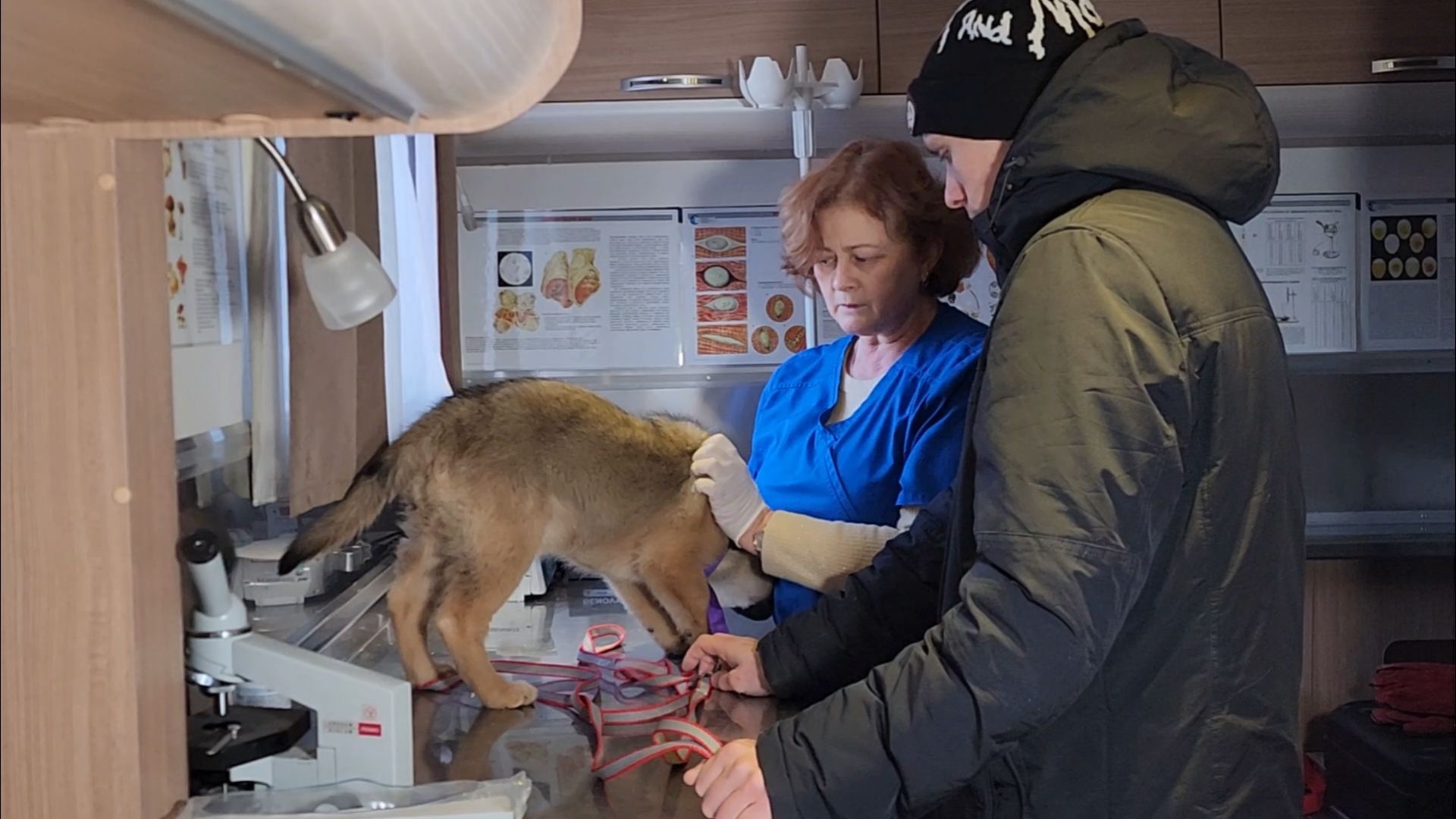 подольск, жкх, ветеринария,