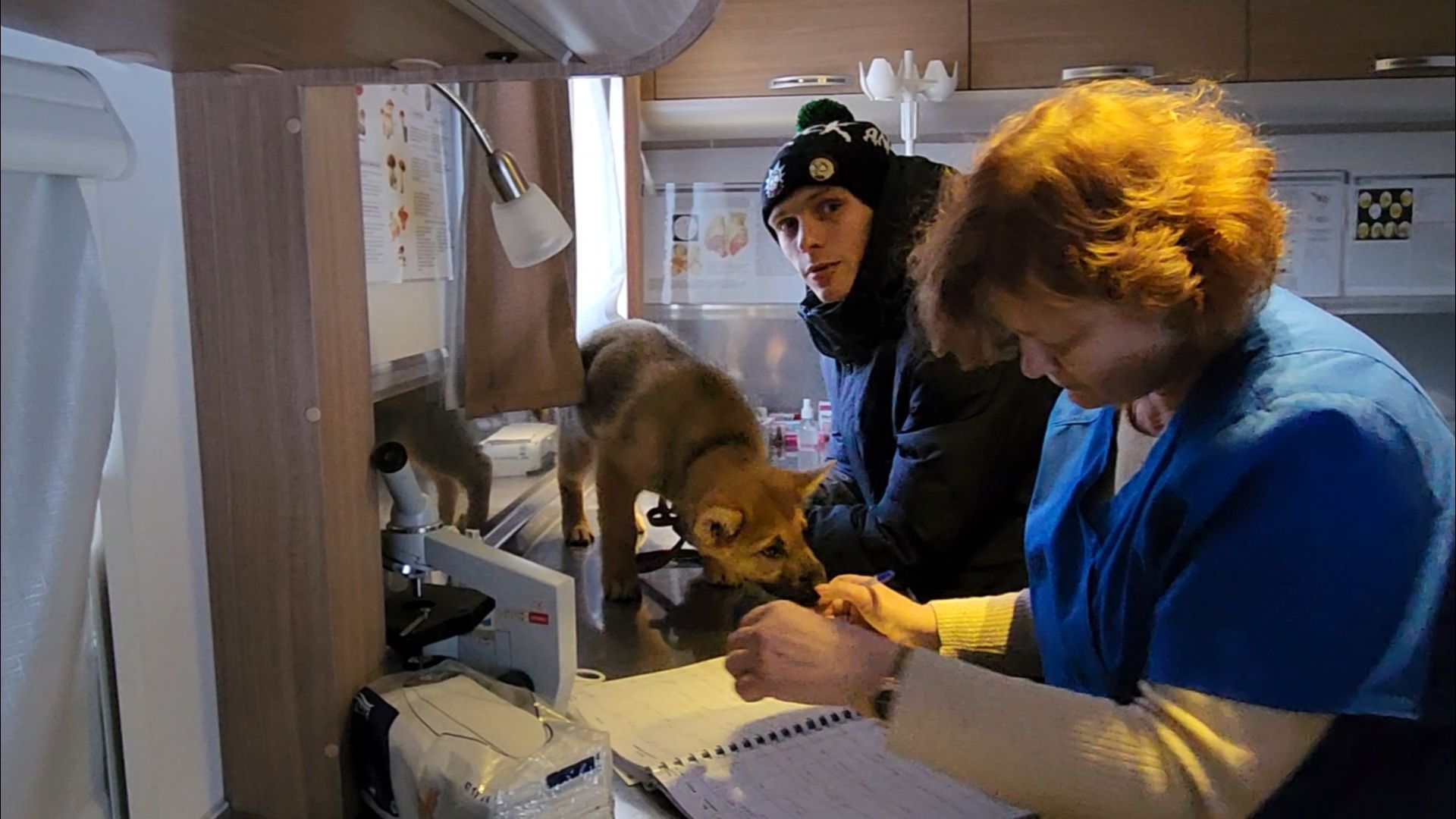 подольск, жкх, ветеринария,