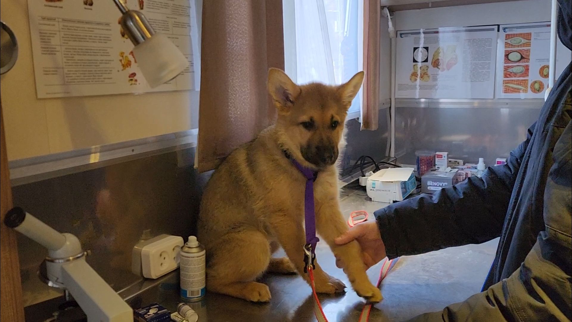 подольск, жкх, ветеринария,