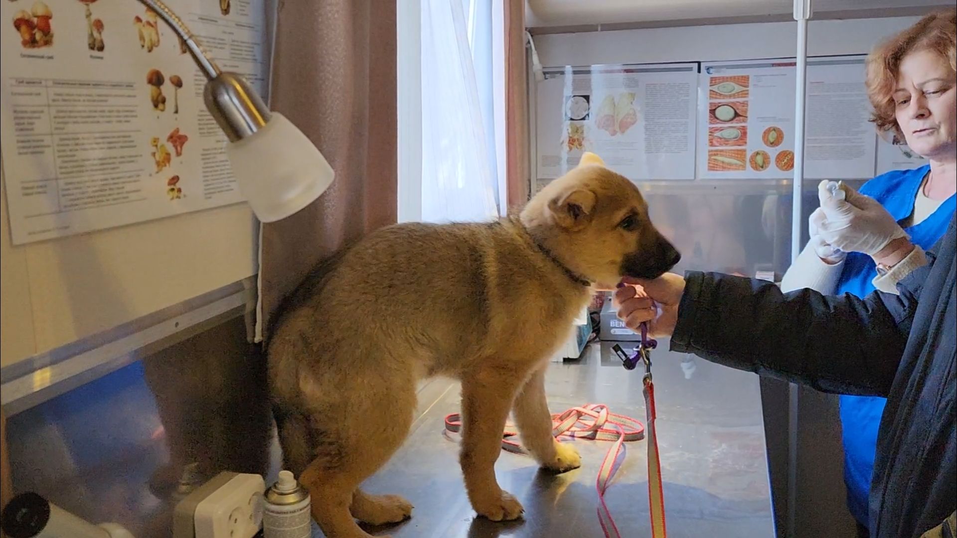 подольск, жкх, ветеринария,