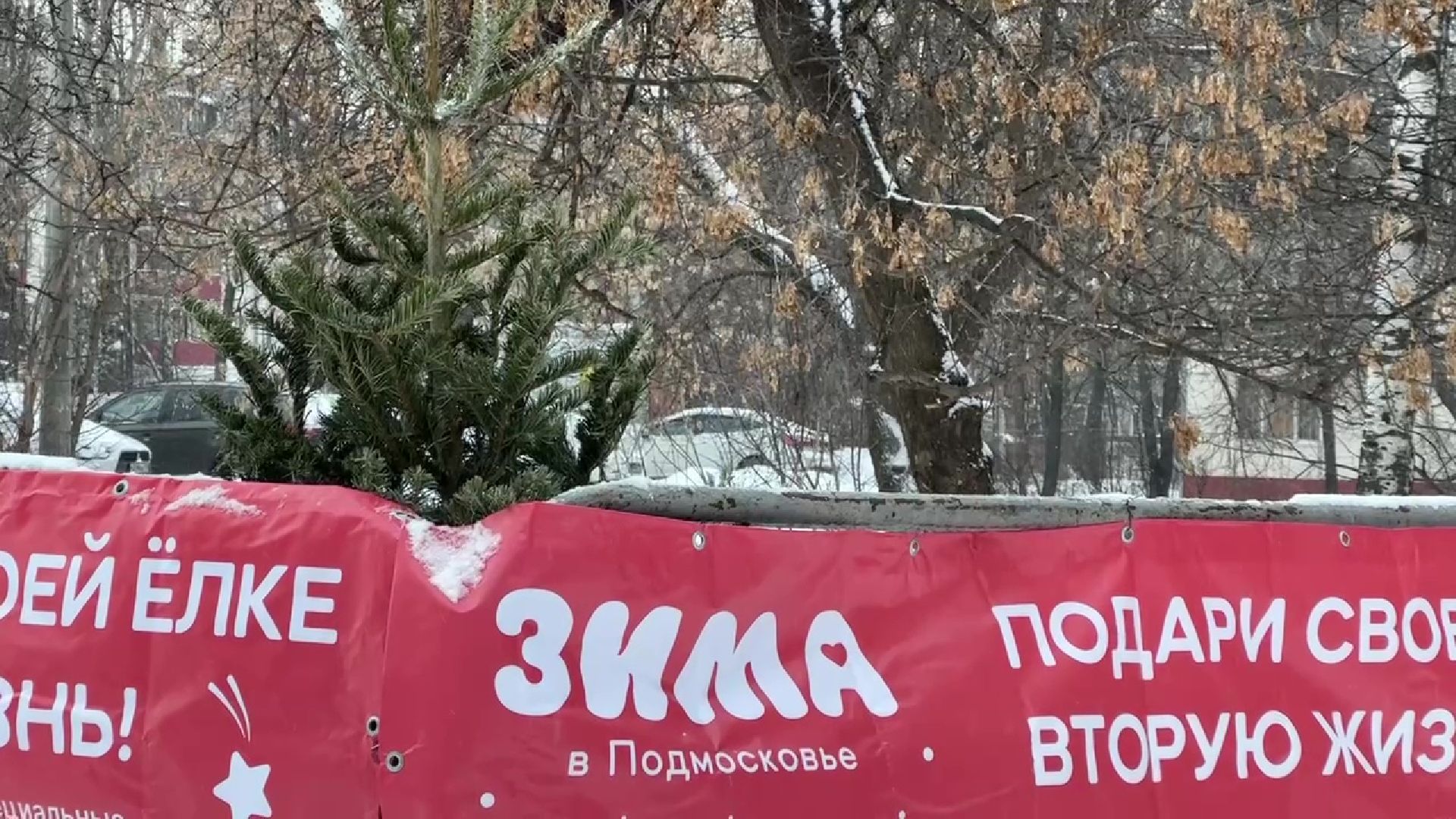 Реутов, ЖКХ, елки, вторая жизнь, акция, экология,