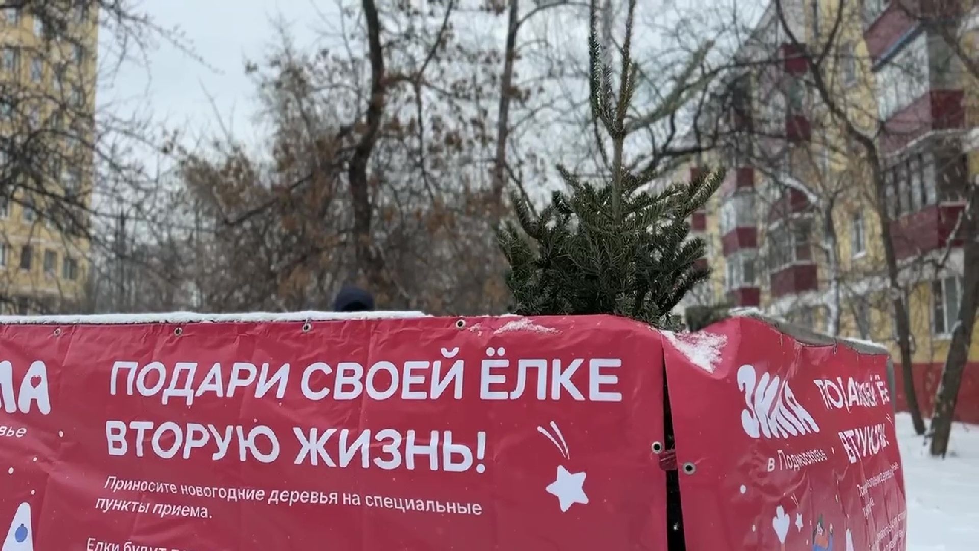 Реутов, ЖКХ, елки, вторая жизнь, акция, экология,