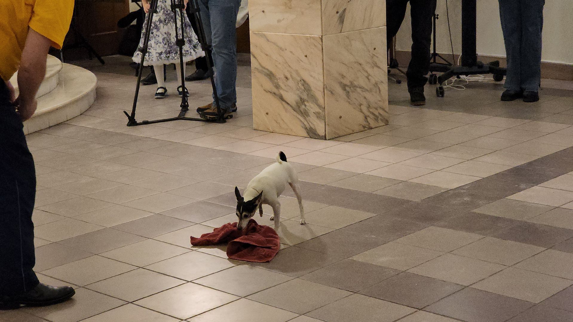 долгопрудный, кинологи, x-легион, экологический фестиваль,