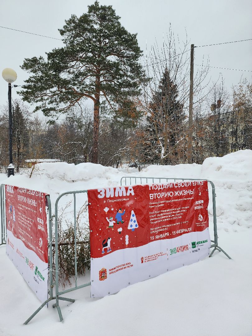 Дубна, Елки, Экологическая акция, Переработка, Экология, Благоустройство,