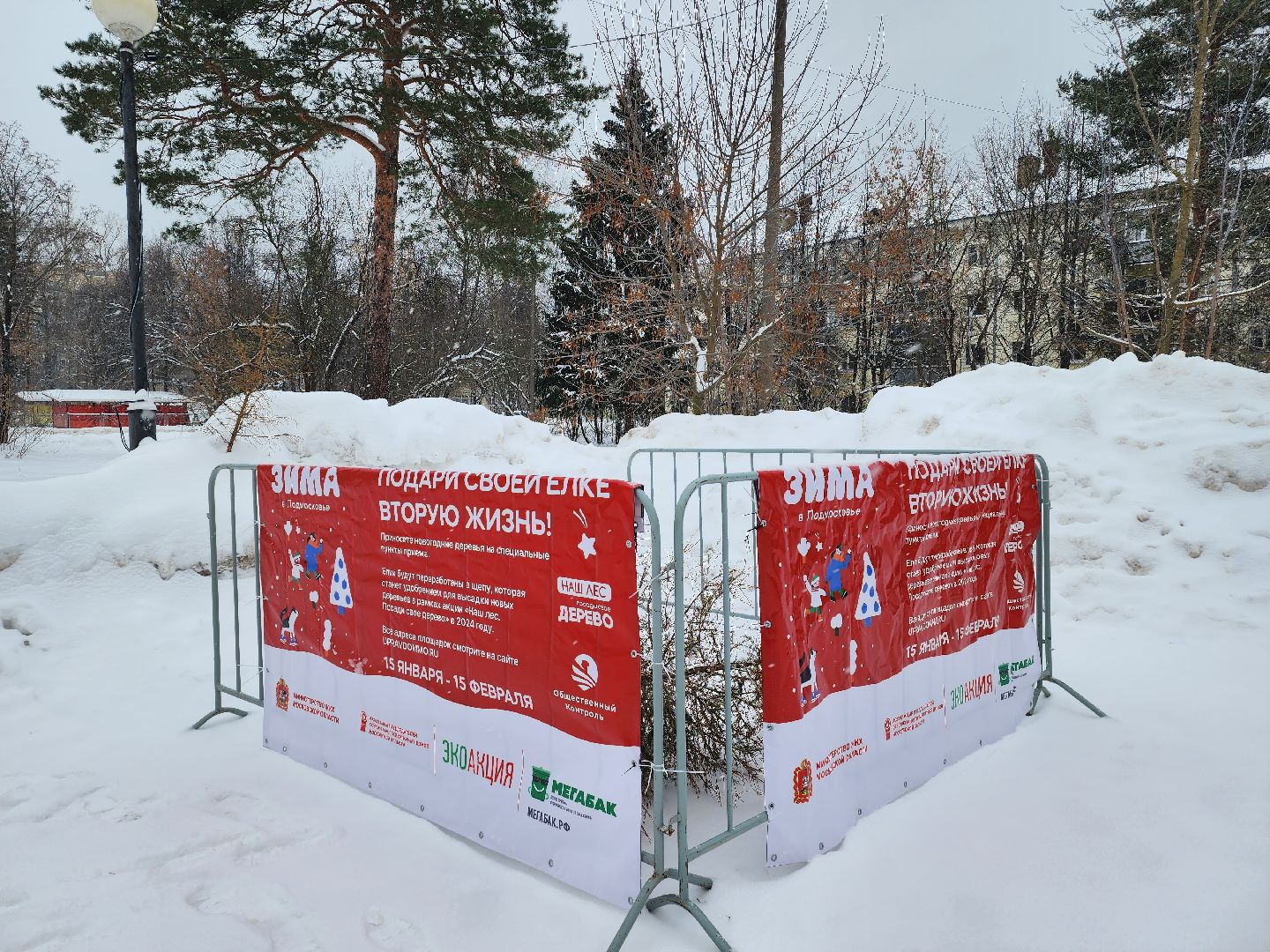 Дубна, Елки, Экологическая акция, Переработка, Экология, Благоустройство,