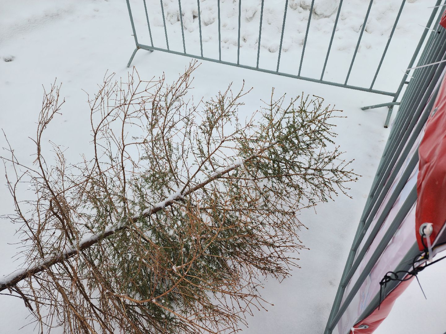 Дубна, Елки, Экологическая акция, Переработка, Экология, Благоустройство,