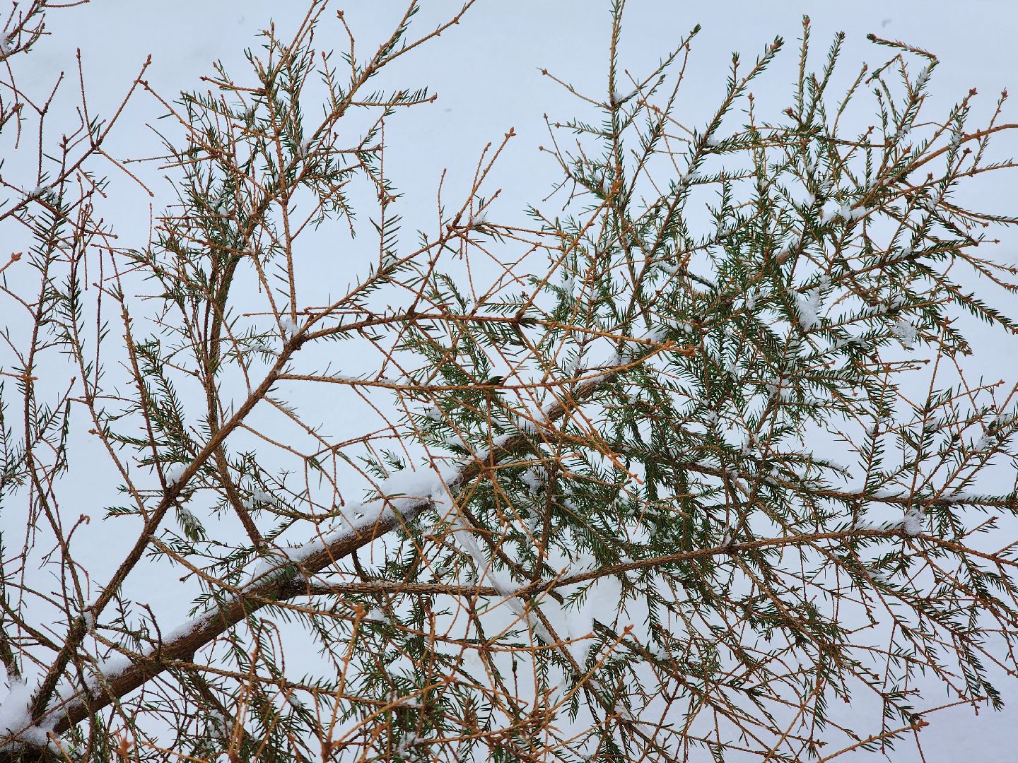 Дубна, Елки, Экологическая акция, Переработка, Экология, Благоустройство,