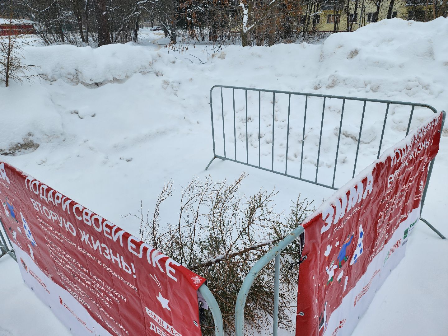 Дубна, Елки, Экологическая акция, Переработка, Экология, Благоустройство,