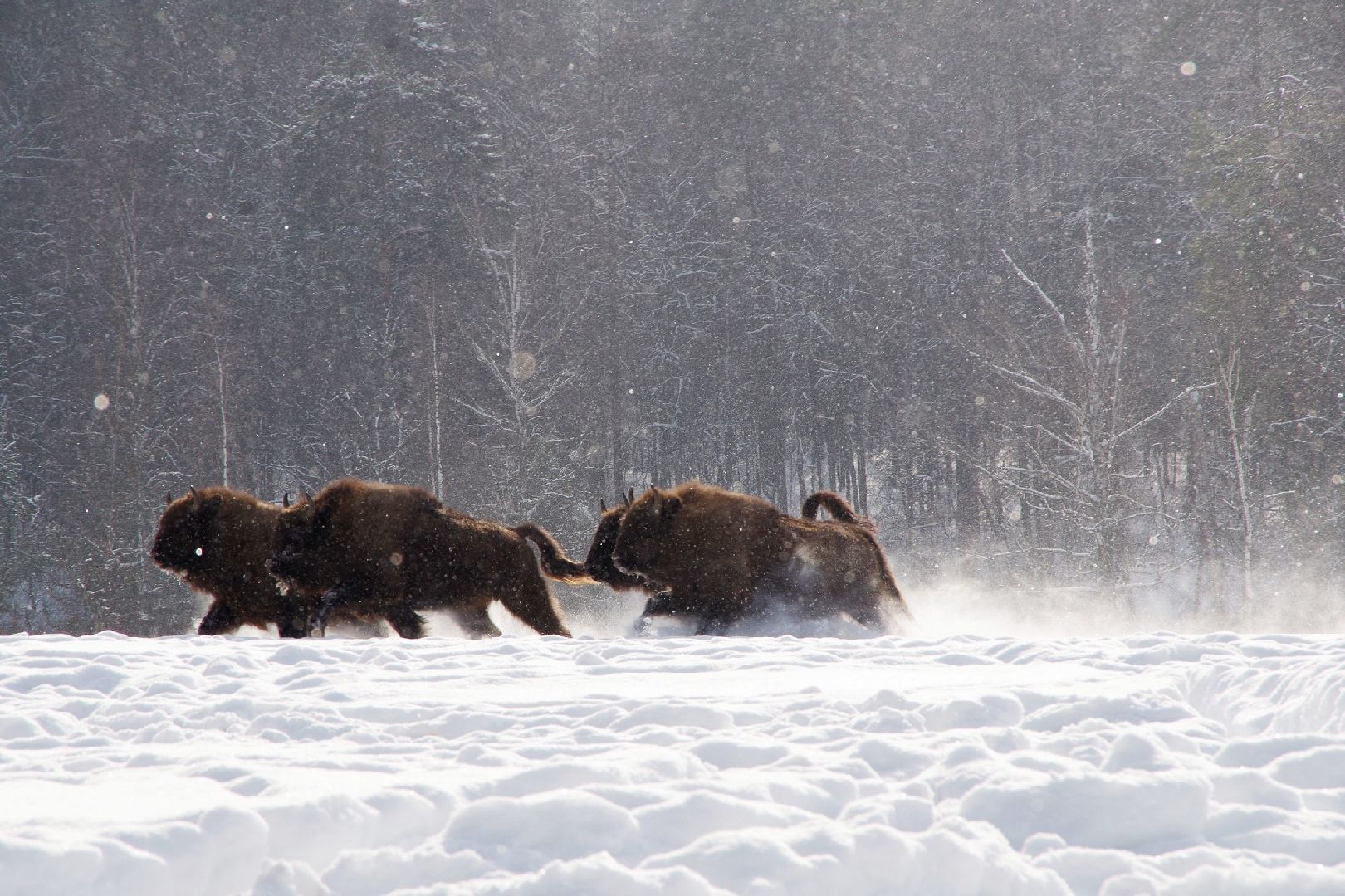 серпухов, подмосковье, заповедник, зубры, бизоны,