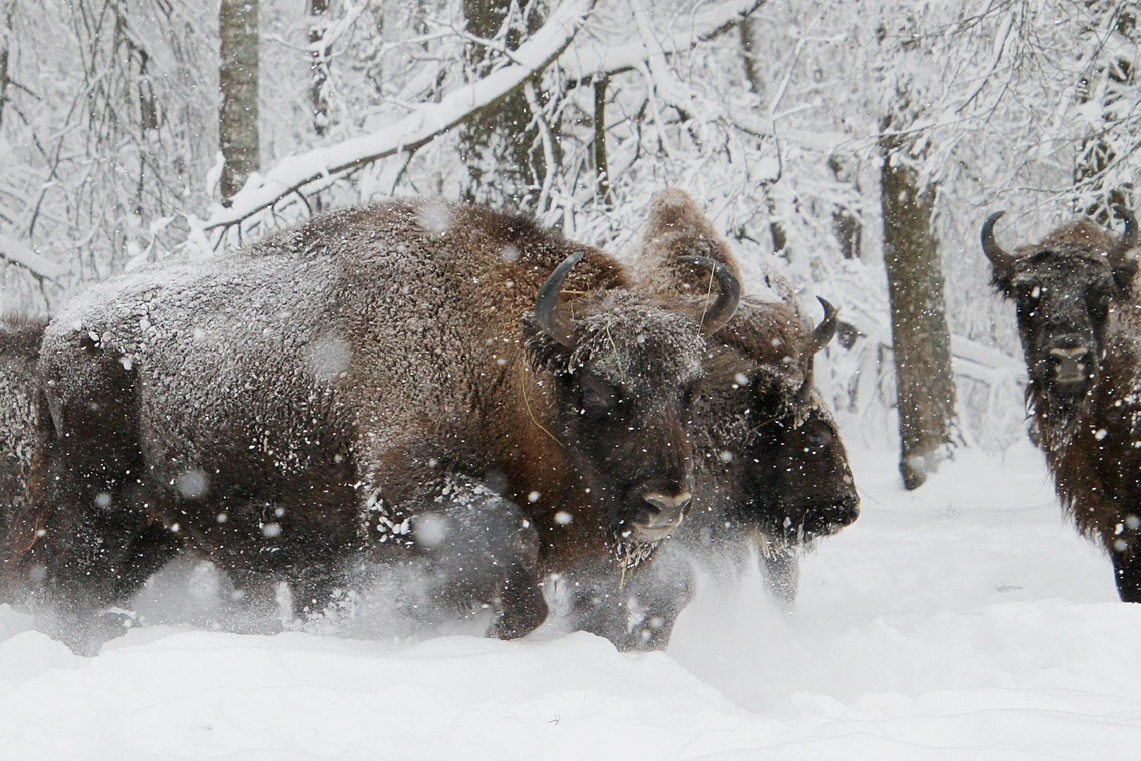 серпухов, подмосковье, заповедник, зубры, бизоны,