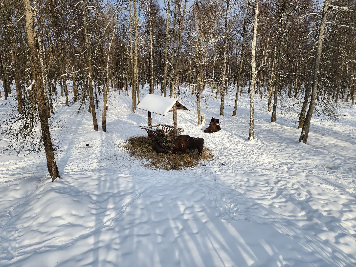 серпухов, подмосковье, заповедник, зубры, бизоны,
