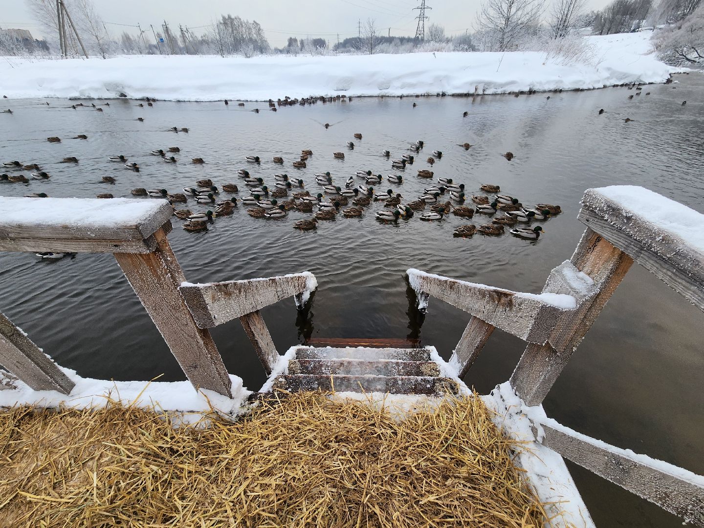 пушкино, крещение господне, крещенские купания, родники,