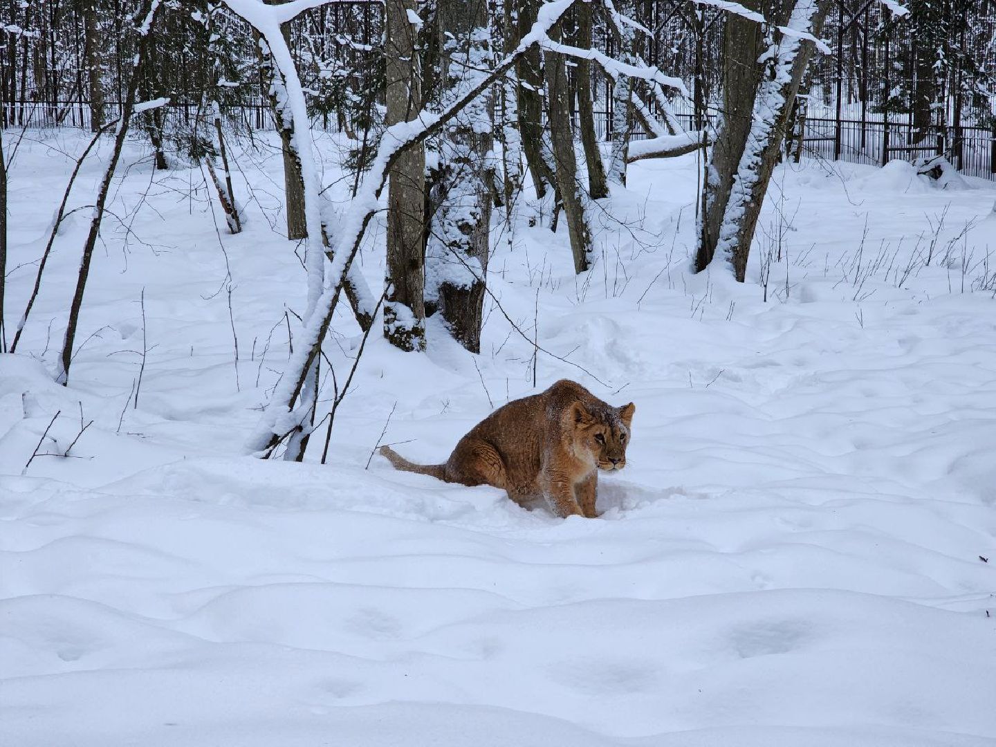 можайск, можайский городской округ, подмосковье, сафари-парк, парк тигров, тигры, львы, ягуары, дикие кошки, леопарды, пума, зима, туризм,