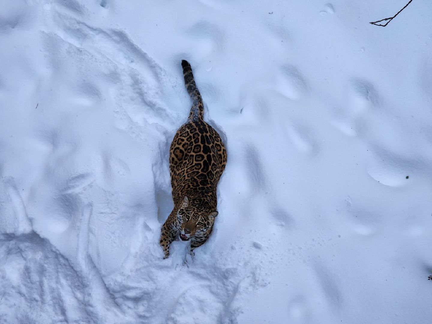 можайск, можайский городской округ, подмосковье, сафари-парк, парк тигров, тигры, львы, ягуары, дикие кошки, леопарды, пума, зима, туризм,