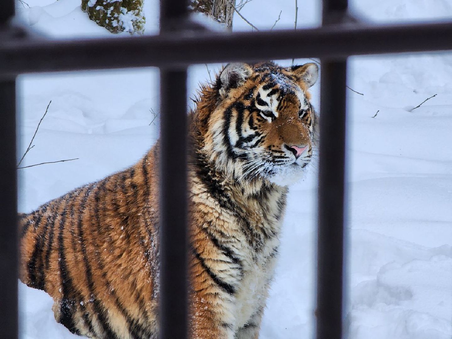 можайск, можайский городской округ, подмосковье, сафари-парк, парк тигров, тигры, львы, ягуары, дикие кошки, леопарды, пума, зима, туризм,