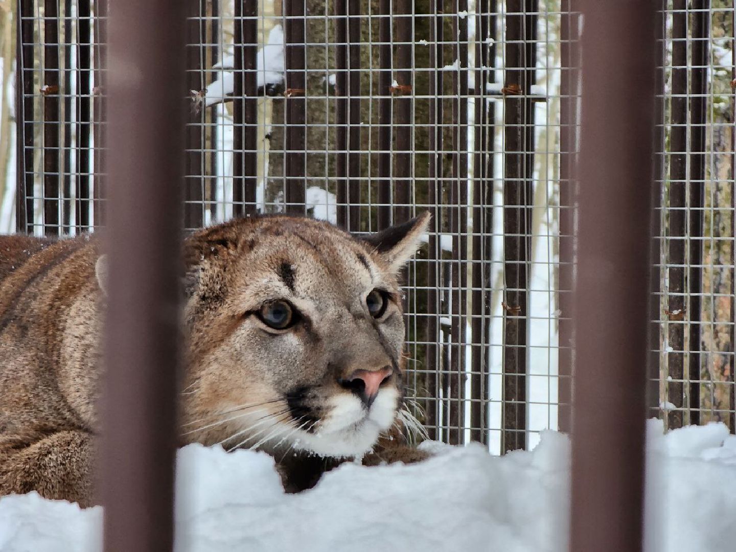 можайск, можайский городской округ, подмосковье, сафари-парк, парк тигров, тигры, львы, ягуары, дикие кошки, леопарды, пума, зима, туризм,