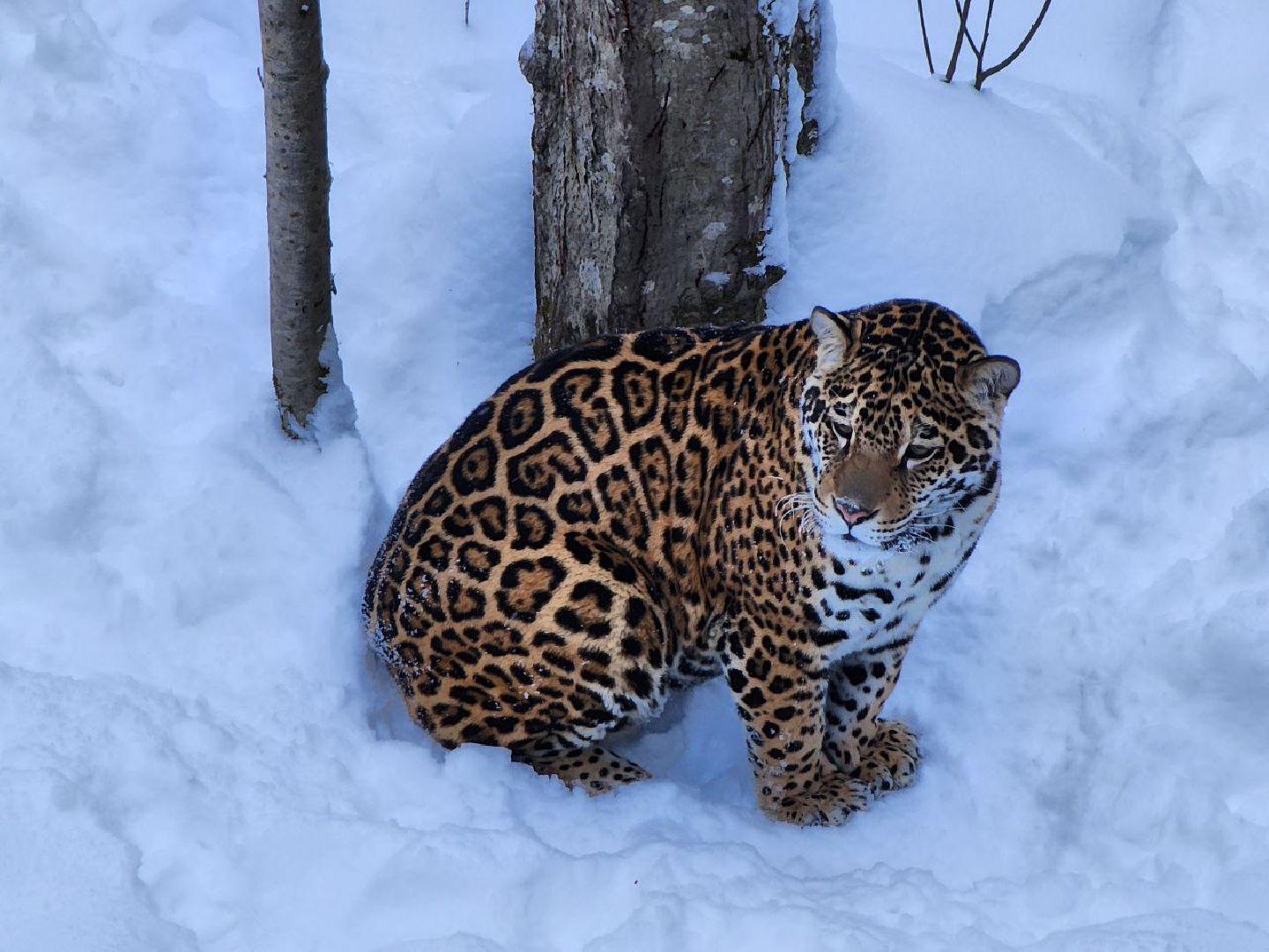 можайск, можайский городской округ, подмосковье, сафари-парк, парк тигров, тигры, львы, ягуары, дикие кошки, леопарды, пума, зима, туризм,