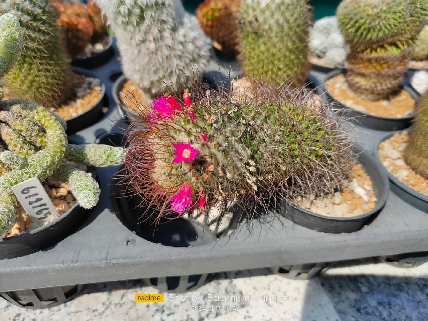 Звенигород, туризм в подмосковье, Рекорды мира,