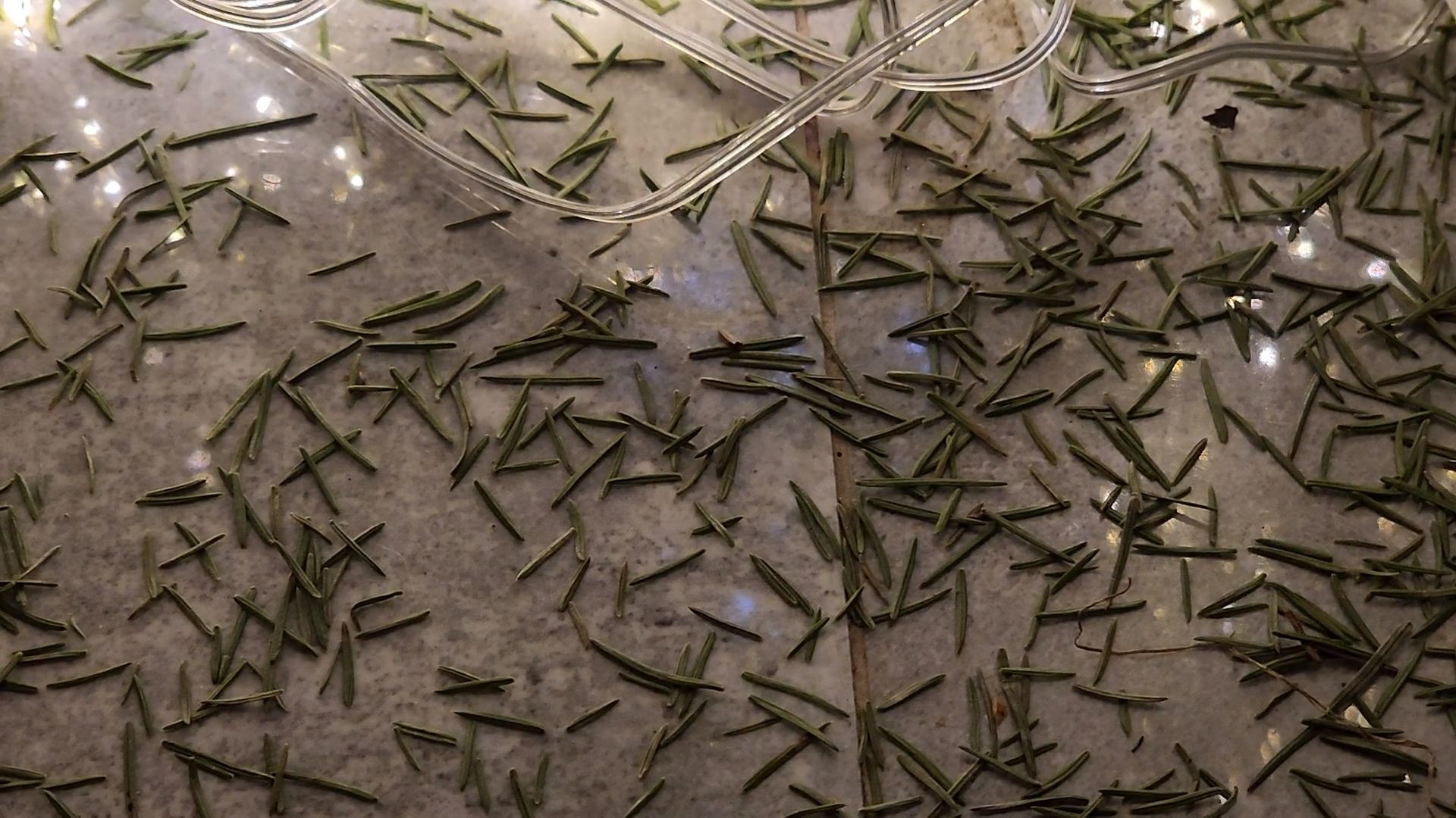 Одинцово, ель, новый год, рождество, подари своей елке новую жизнь, акция, утилизация, переработка,