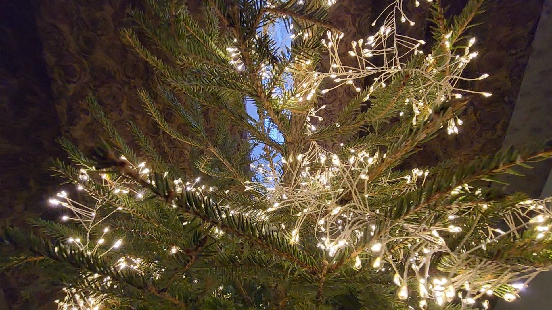 Одинцово, ель, новый год, рождество, подари своей елке новую жизнь, акция, утилизация, переработка,