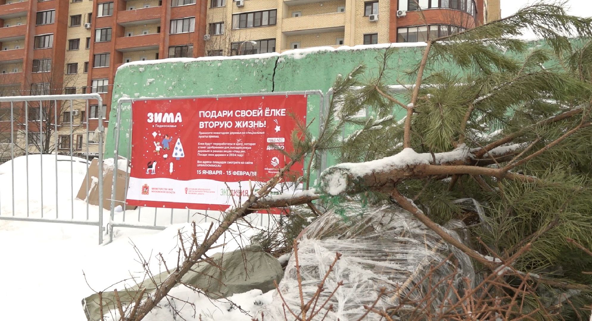 вторая жизнь елки, Зима в Подмосковье, Наш лес посади свое дерево, переработка, Домодедово,