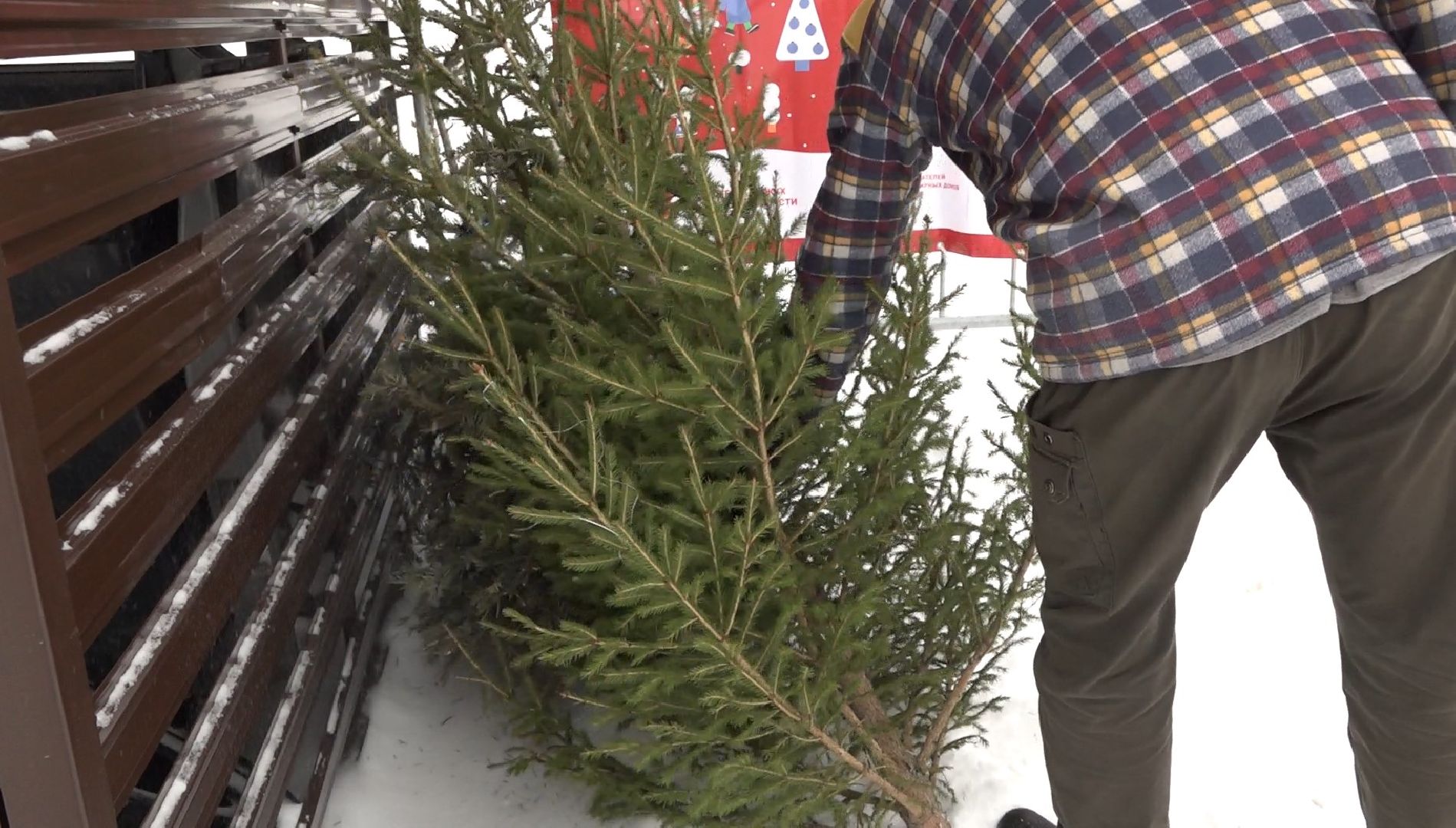 вторая жизнь елки, Зима в Подмосковье, Наш лес посади свое дерево, переработка, Домодедово,
