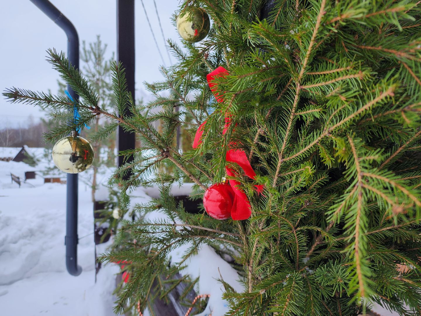 подари своей елке вторую жизнь, экология, экологическая акция, Серебряные Пруды, Узуново, Успенский,